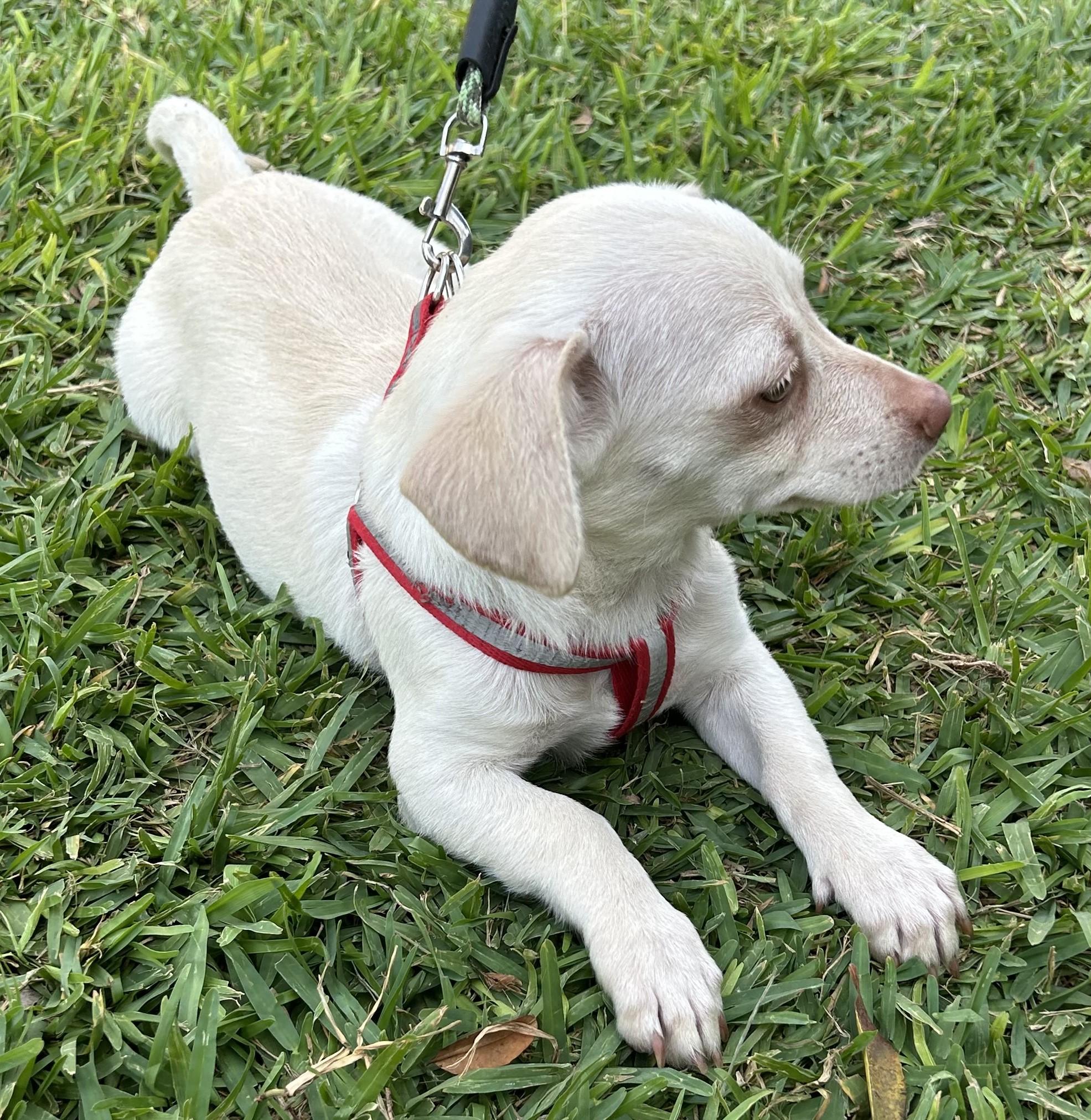 Enlarge LINDA, a ADOPTABLE mixed breed in Bell Gardens, CA image 6/6