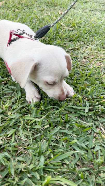 Enlarge LINDA, a ADOPTABLE mixed breed in Bell Gardens, CA video 5/6