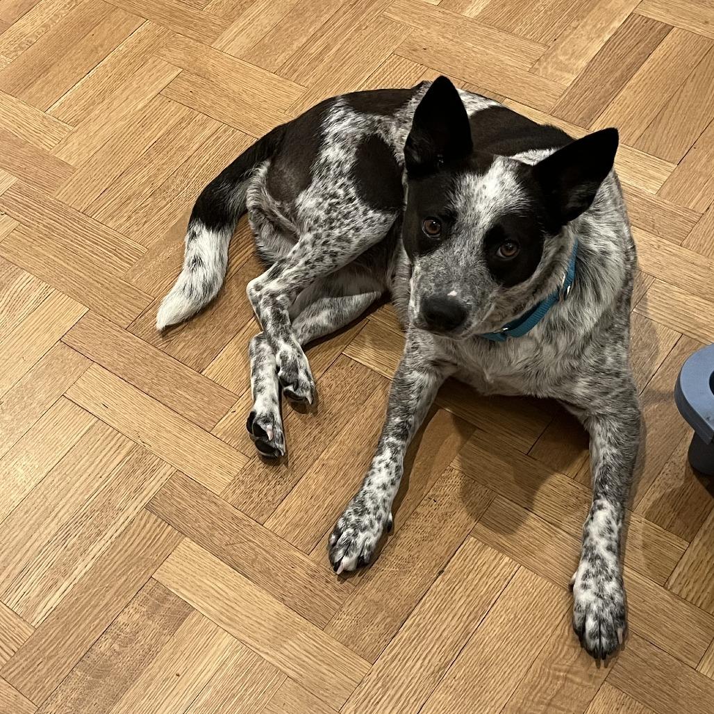 Enlarge Dee, a Adoptable Australian Cattle Dog / Blue Heeler in Ferndale, MI image 1/6