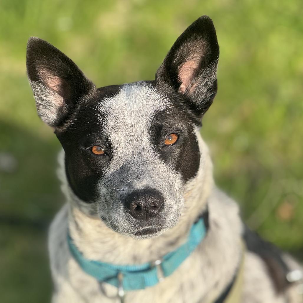 Enlarge Dee, a Adoptable Australian Cattle Dog / Blue Heeler in Ferndale, MI image 2/6