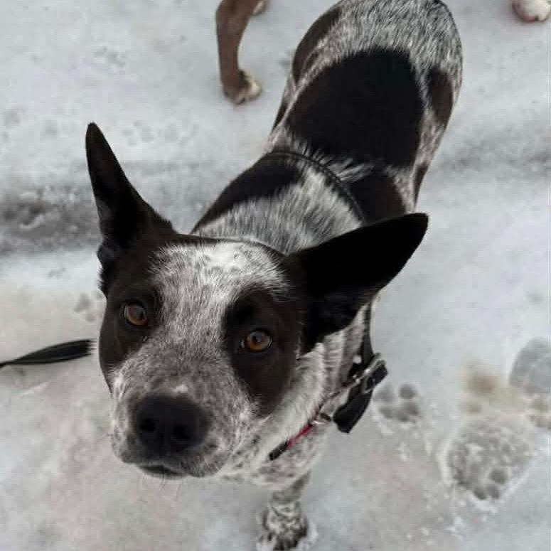 Enlarge Dee, a Adoptable Australian Cattle Dog / Blue Heeler in Ferndale, MI image 3/6