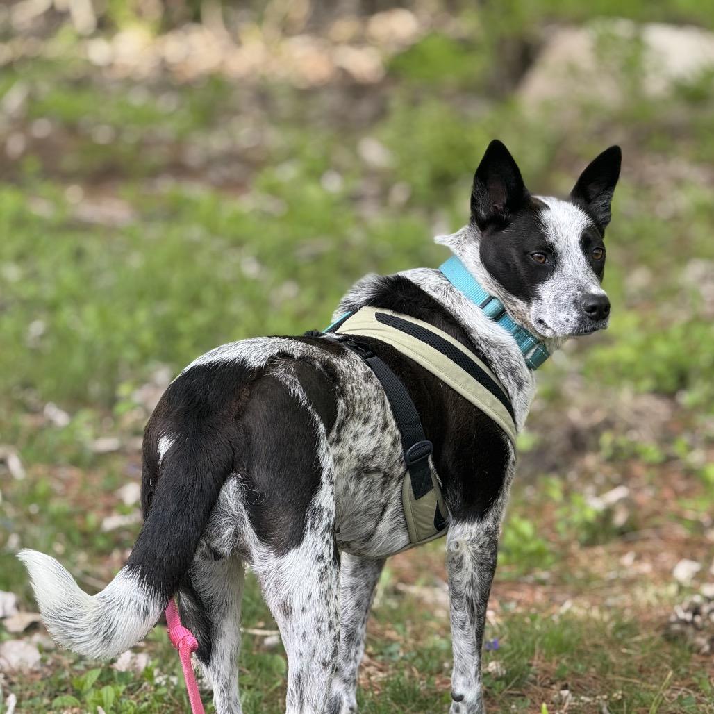 Enlarge Dee, a Adoptable Australian Cattle Dog / Blue Heeler in Ferndale, MI image 4/6