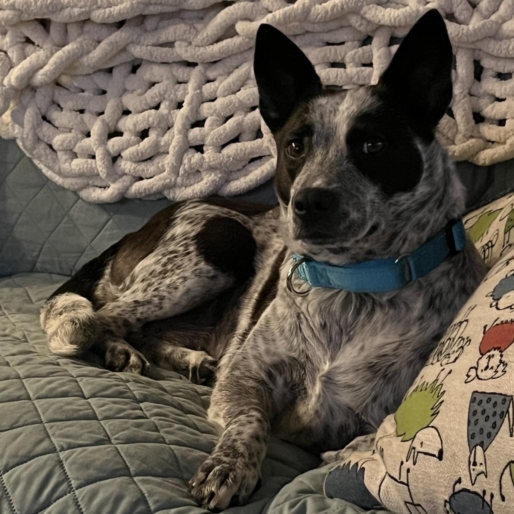 Enlarge Dee, a Adoptable Australian Cattle Dog / Blue Heeler in Ferndale, MI image 5/6
