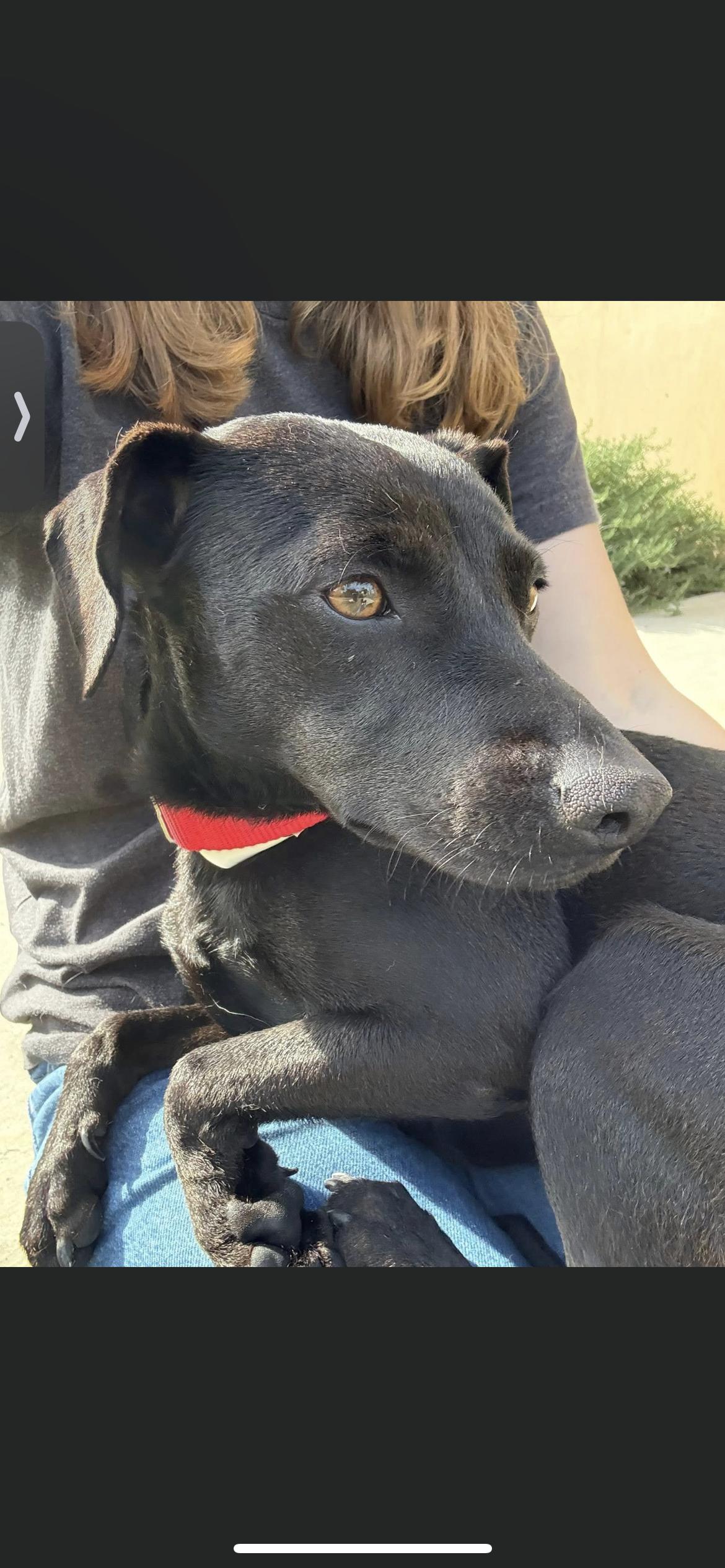 Enlarge Gigi , a ADOPTABLE mixed breed in Hamden, CT image 4/6