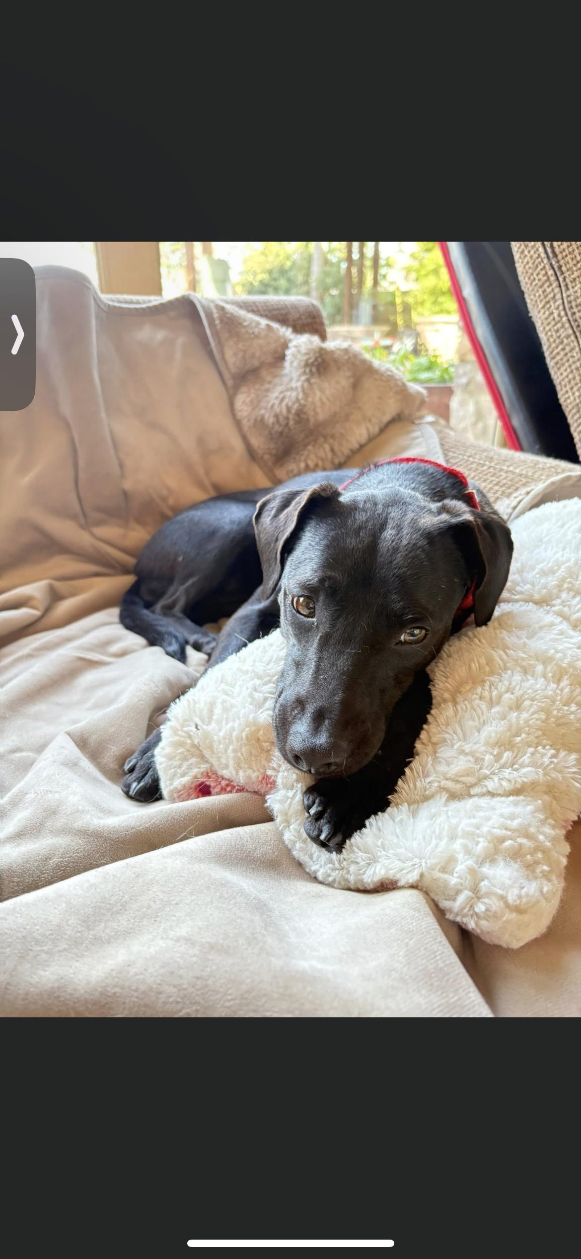 Enlarge Gigi , a ADOPTABLE mixed breed in Hamden, CT image 6/6