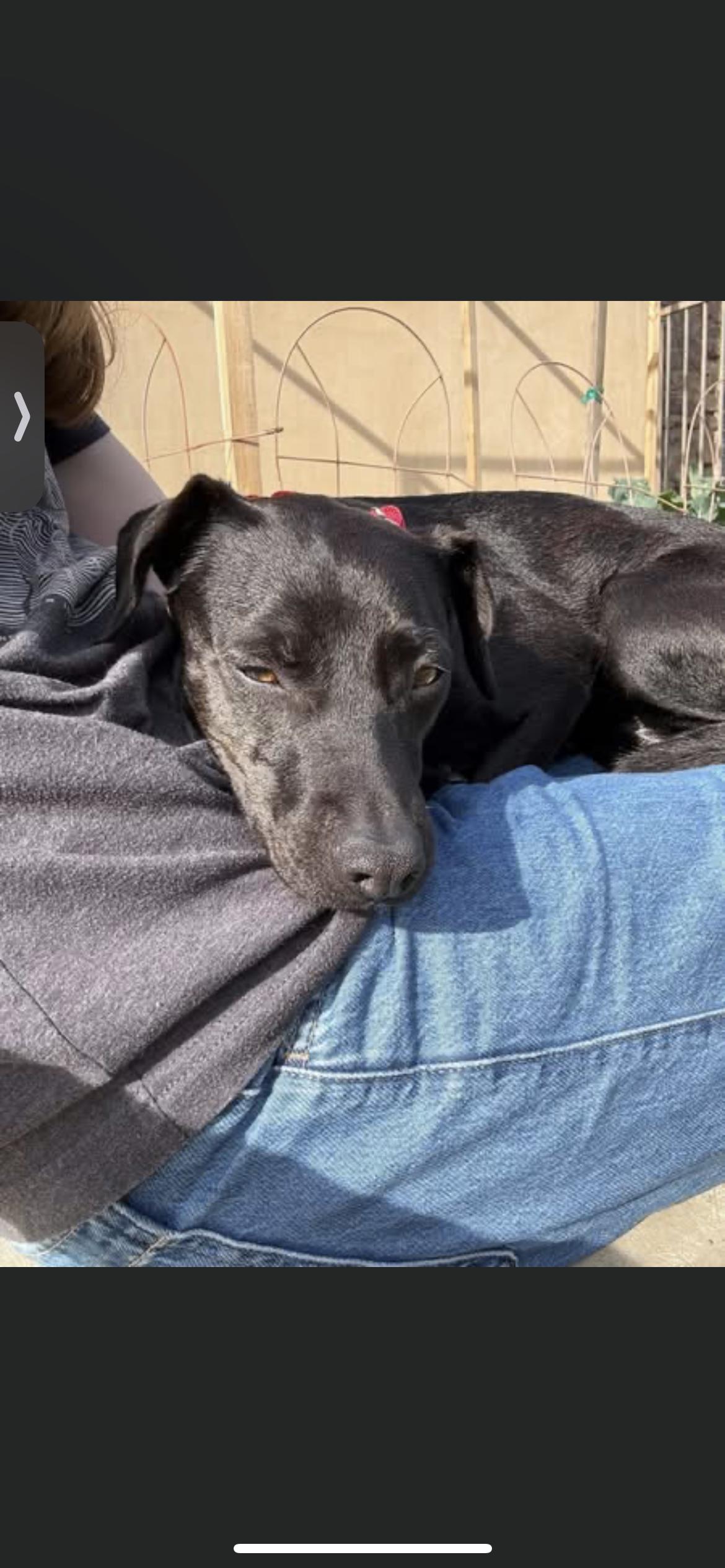 Enlarge Gigi , a ADOPTABLE mixed breed in Hamden, CT image 2/6