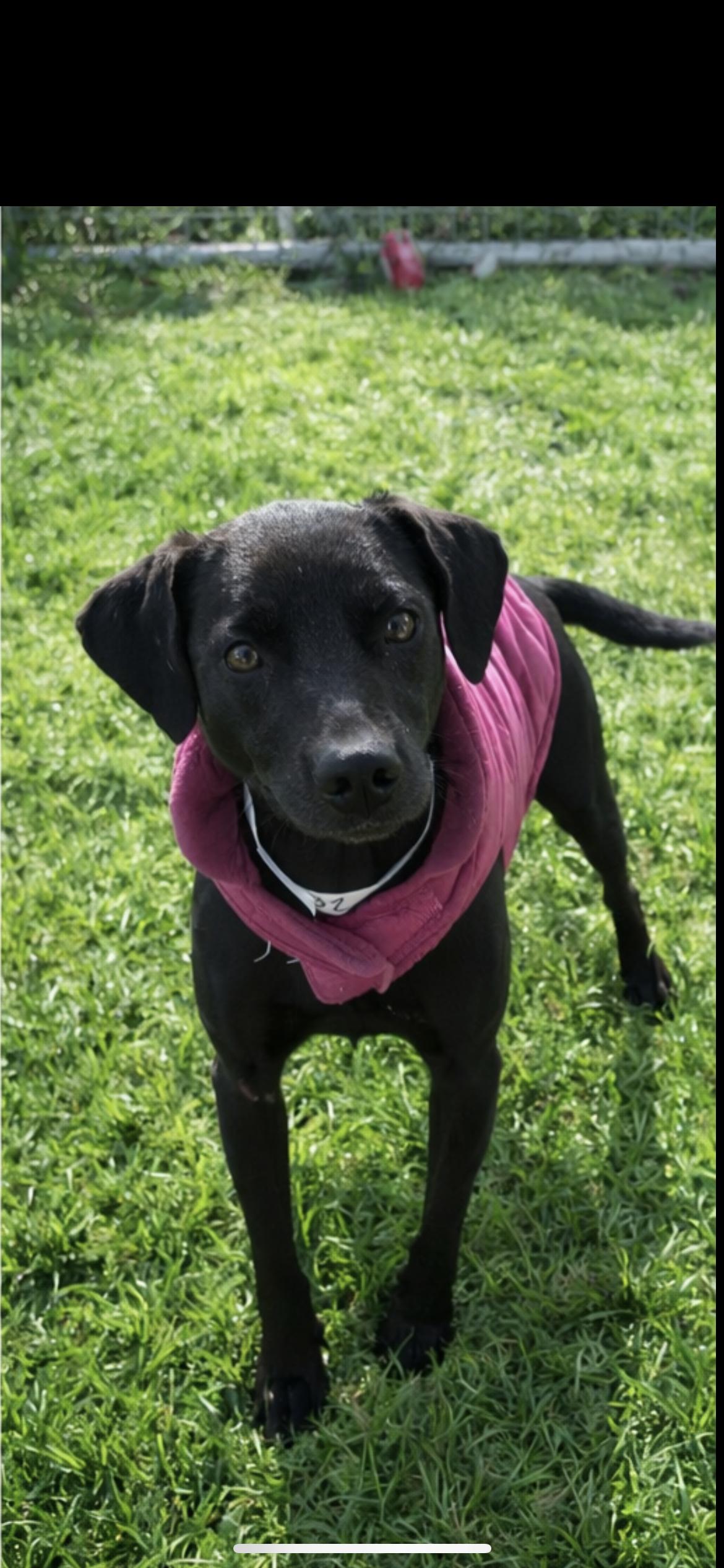 Enlarge Gigi , a ADOPTABLE mixed breed in Hamden, CT image 1/6
