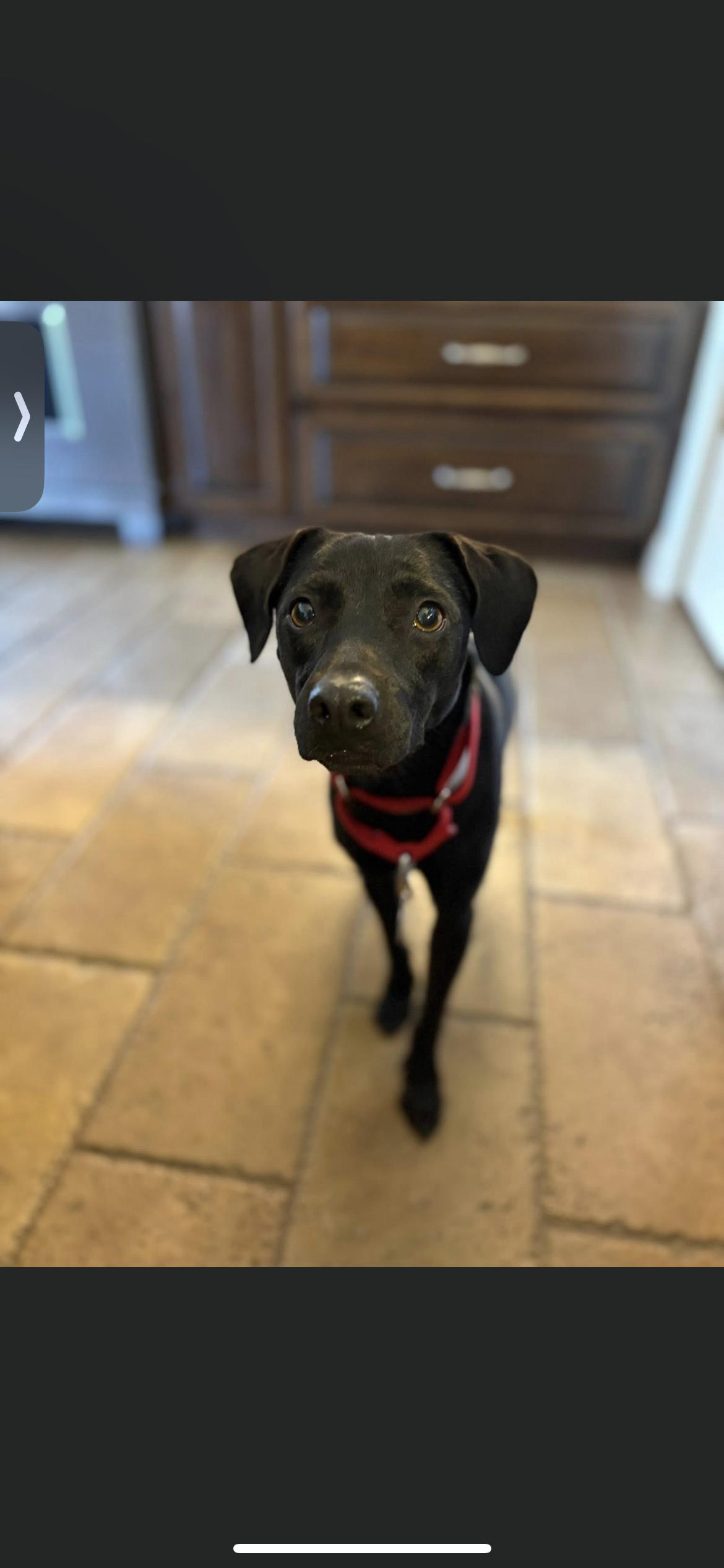 Enlarge Gigi , a ADOPTABLE mixed breed in Hamden, CT image 3/6