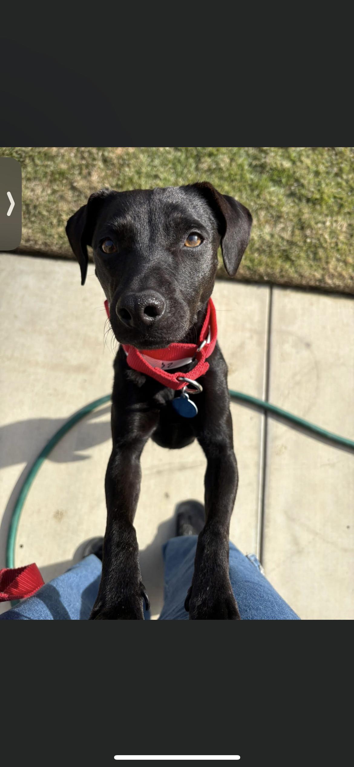 Enlarge Gigi , a ADOPTABLE mixed breed in Hamden, CT image 5/6