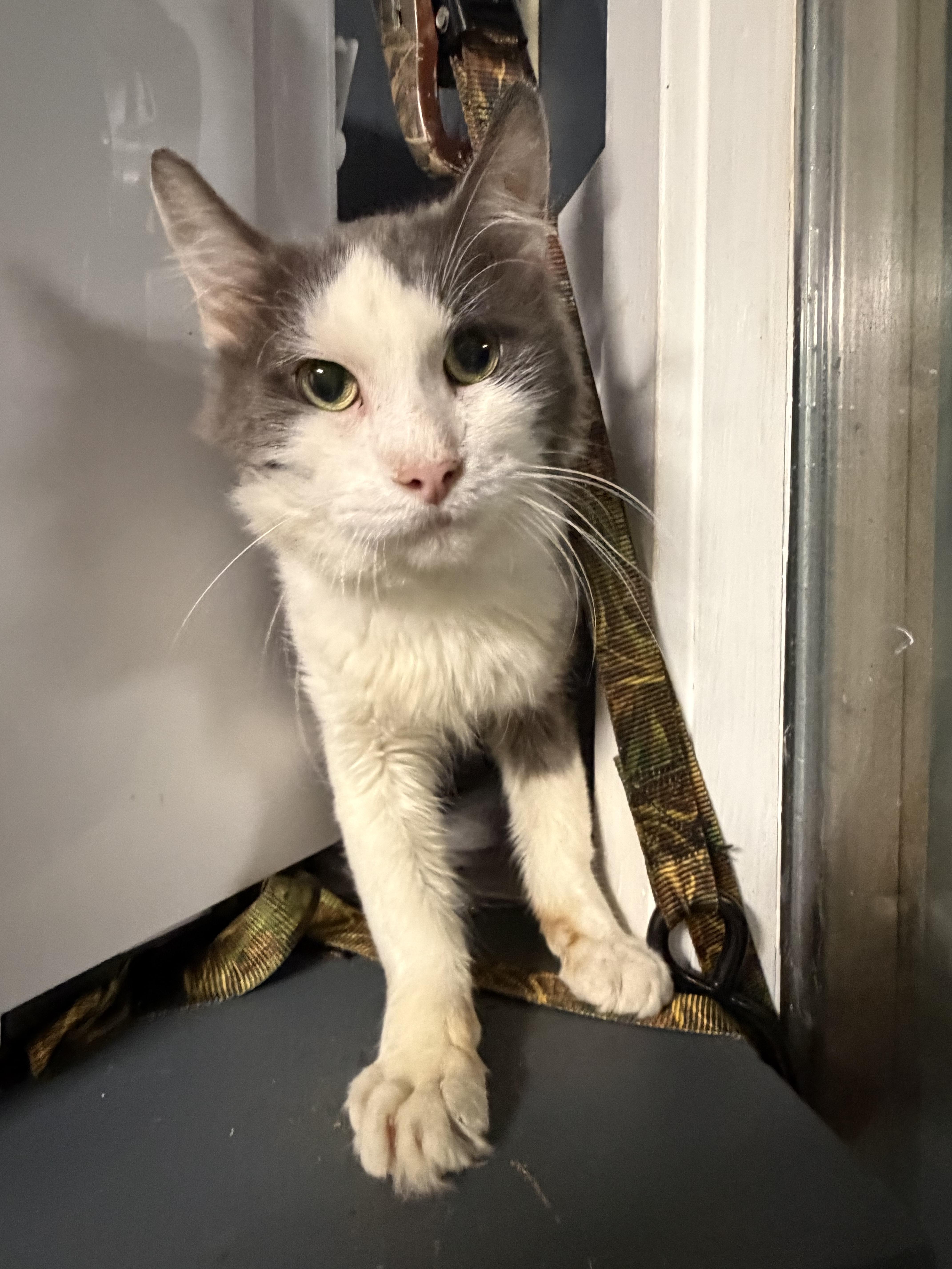 Enlarge Alexander The Great, a Adoptable Domestic Medium Hair in Pottsville, PA image 5/5