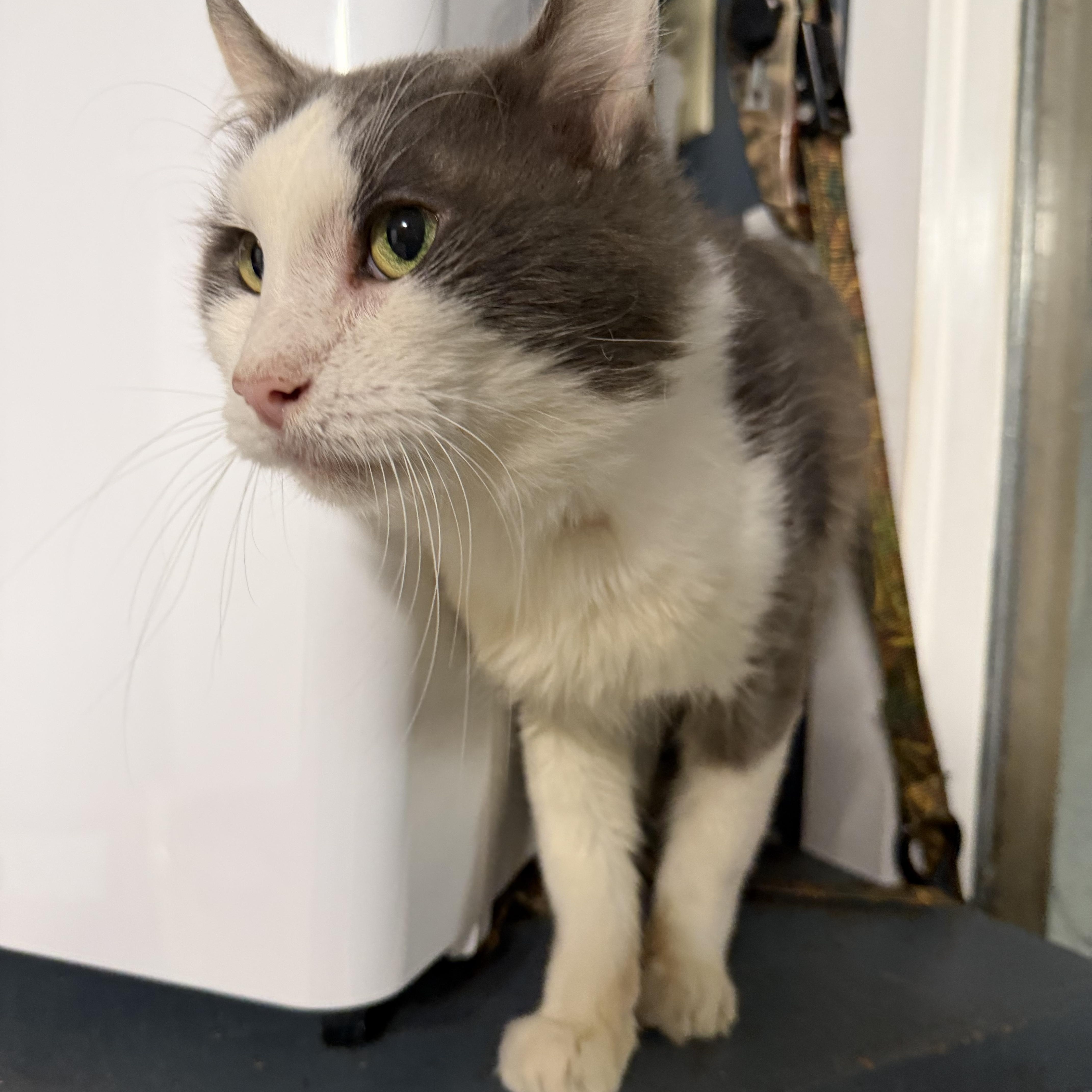 Enlarge Alexander The Great, a Adoptable Domestic Medium Hair in Pottsville, PA image 2/5
