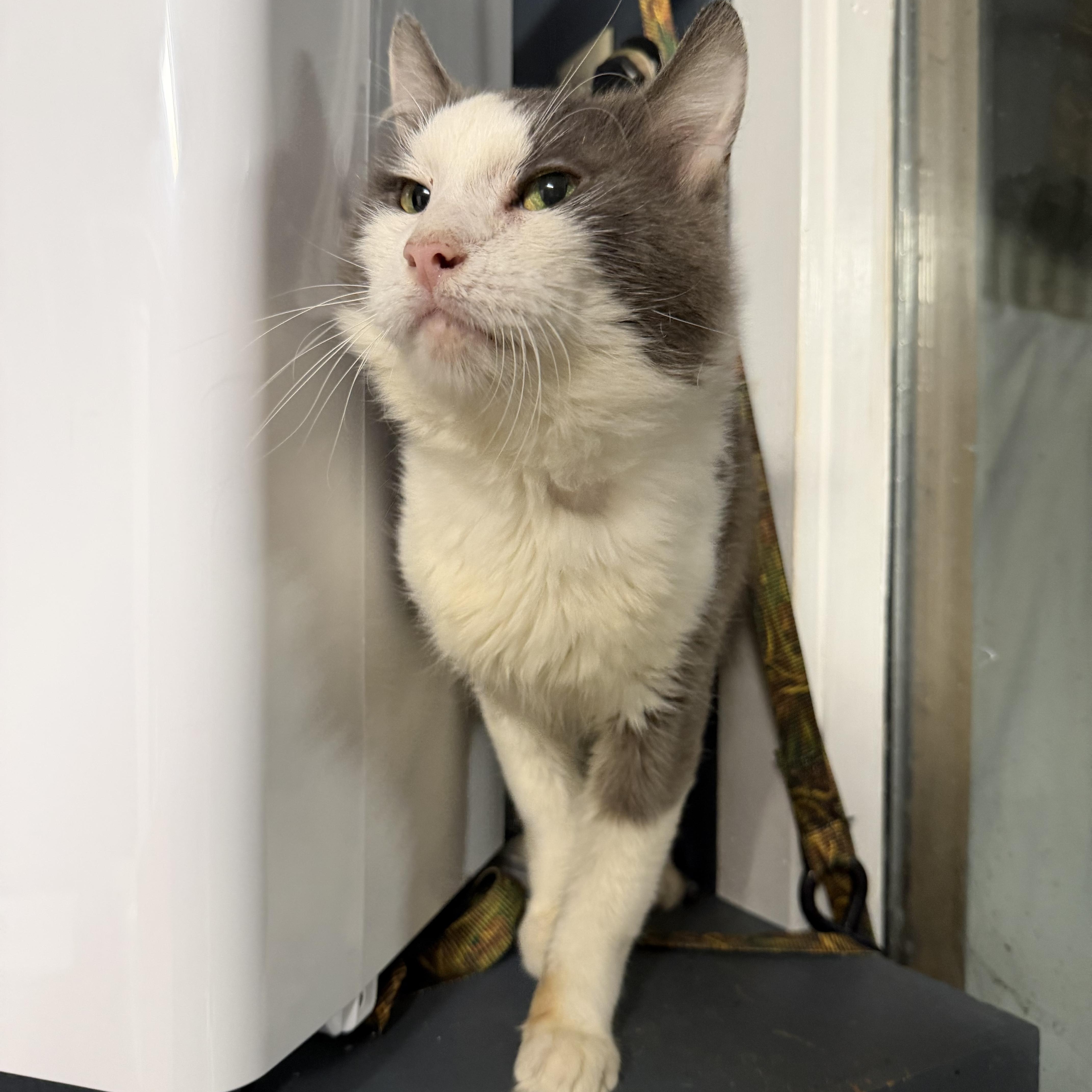 Alexander The Great, Adoptable, Senior Male Domestic Medium Hair.