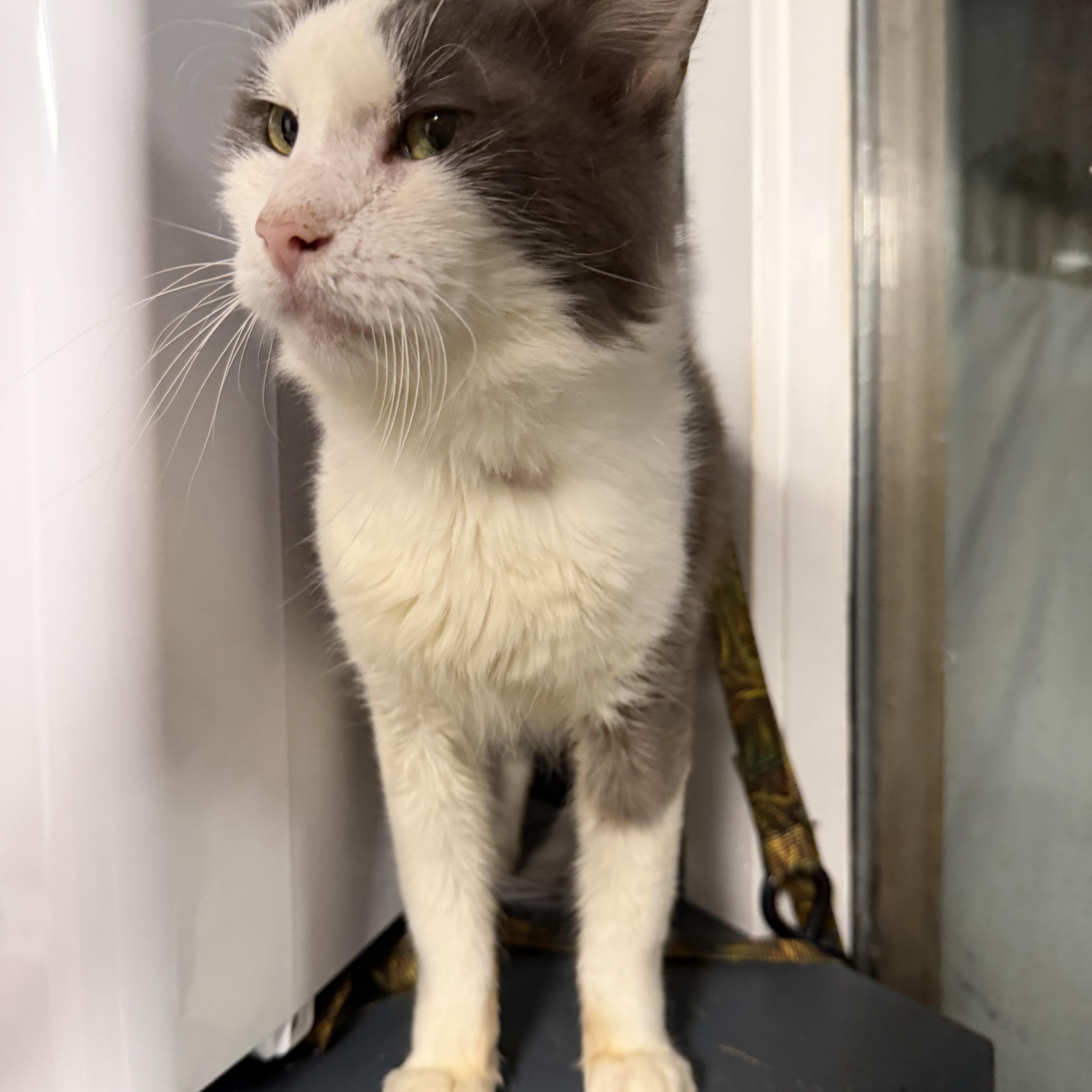 Enlarge Alexander The Great, a Adoptable Domestic Medium Hair in Pottsville, PA image 3/5