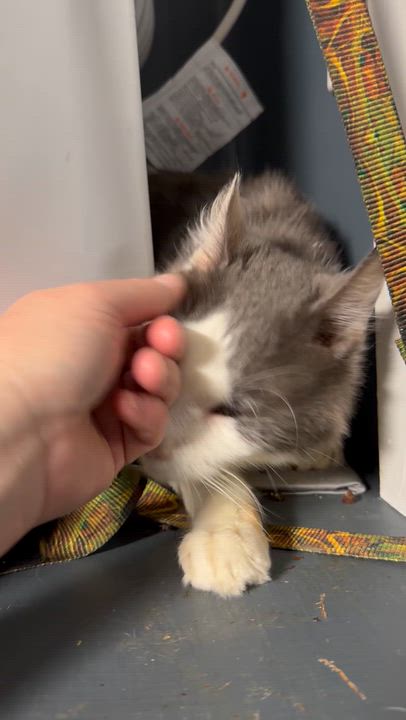 Enlarge Alexander The Great, a Adoptable Domestic Medium Hair in Pottsville, PA video 4/5