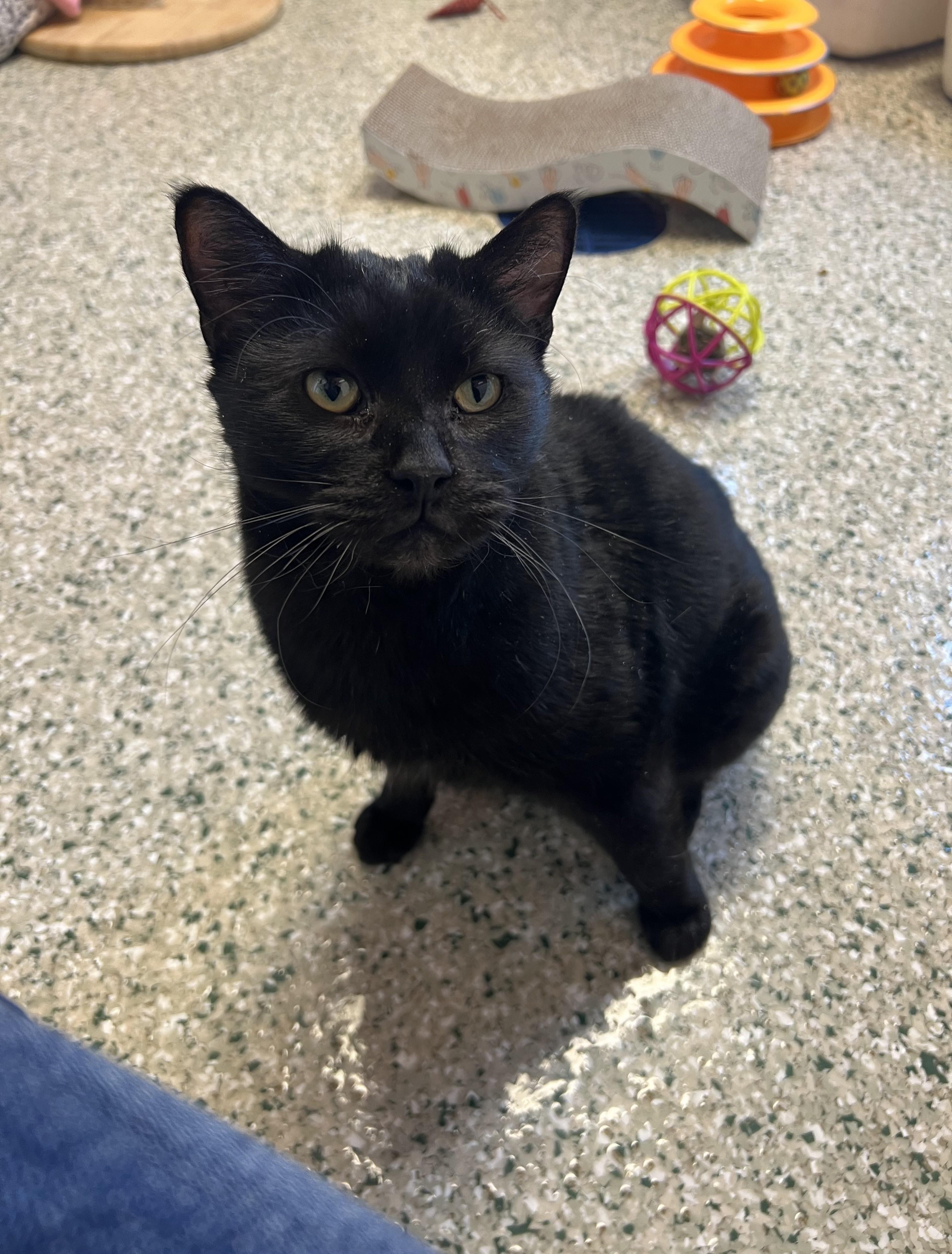 Enlarge Zema, a Adoptable mixed breed in Cedar Rapids, IA image 1/5