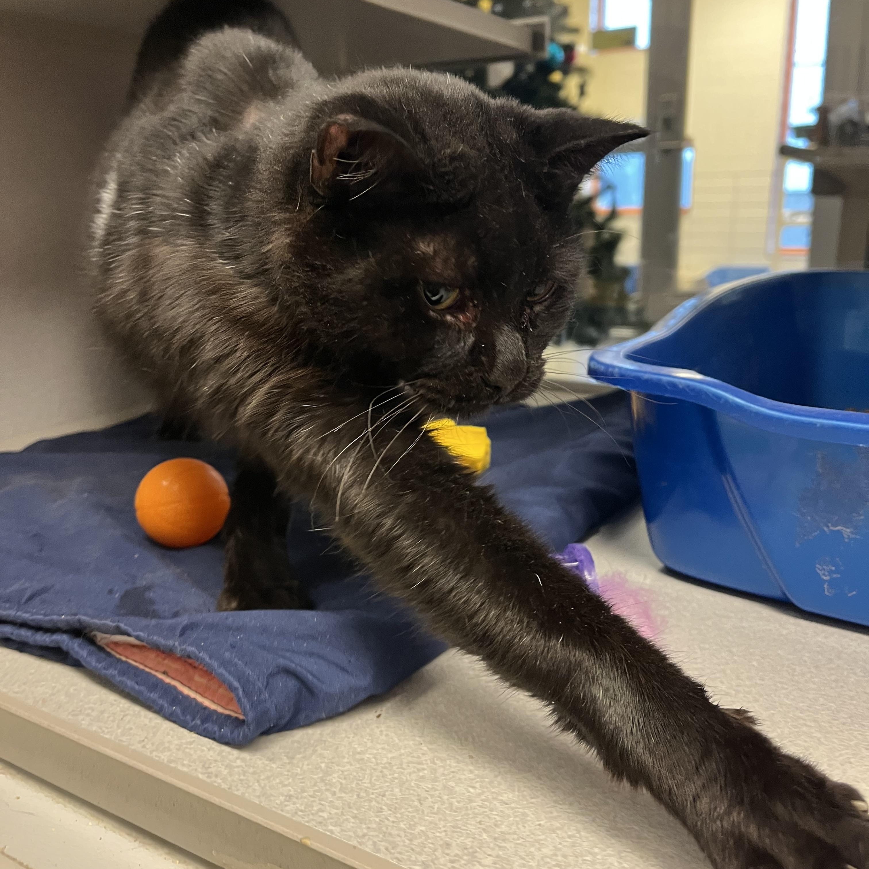 Zema — thumbnail 2