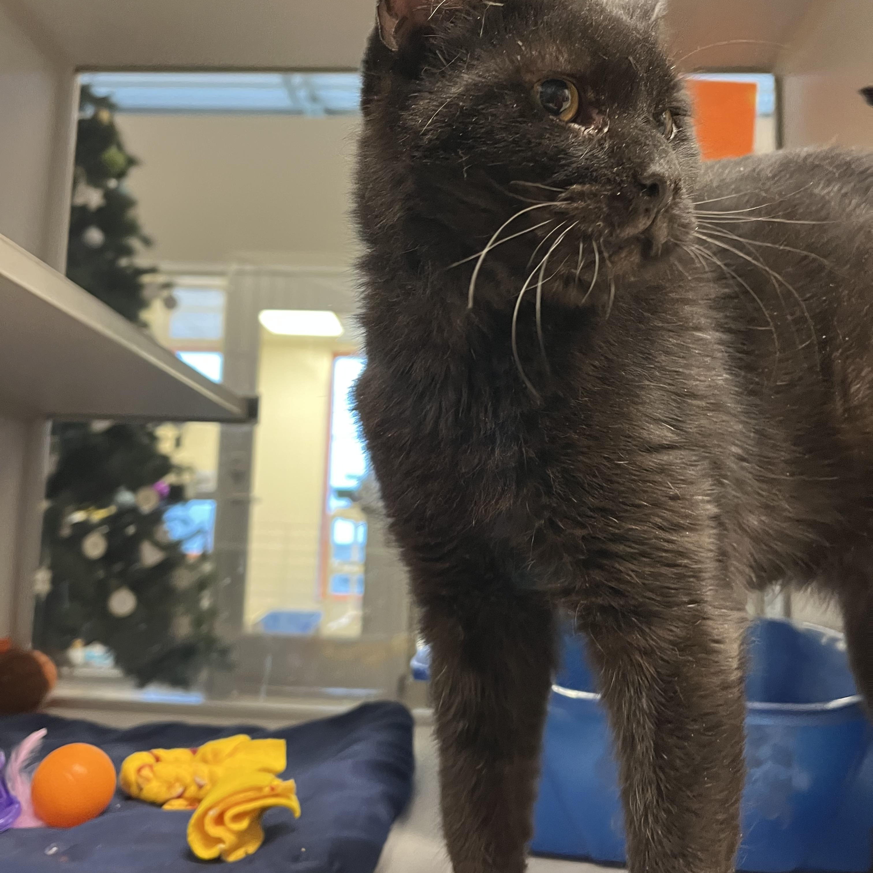 Zema — thumbnail 3