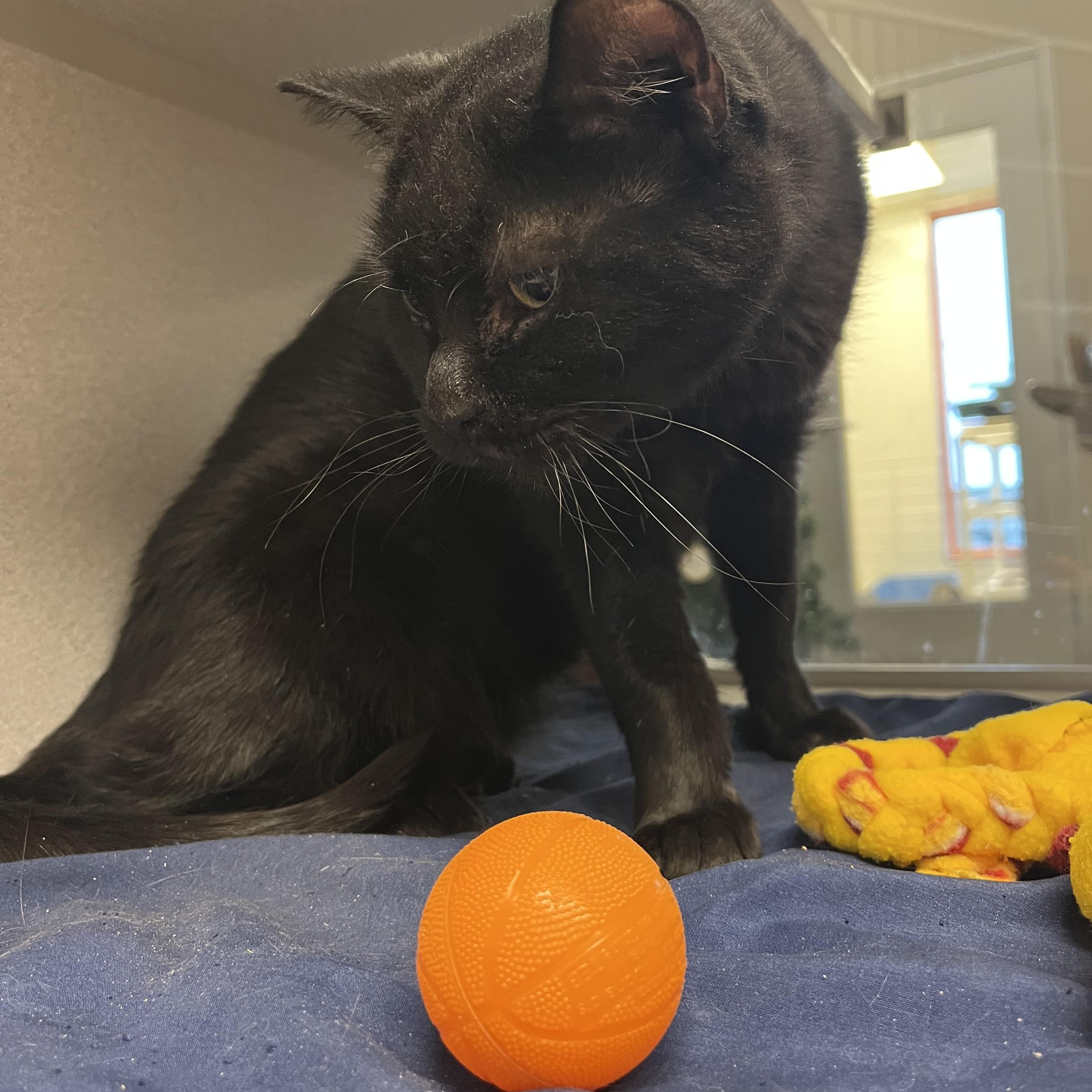 Zema, a Adoptable mixed breed in Cedar Rapids, IA image 4/4