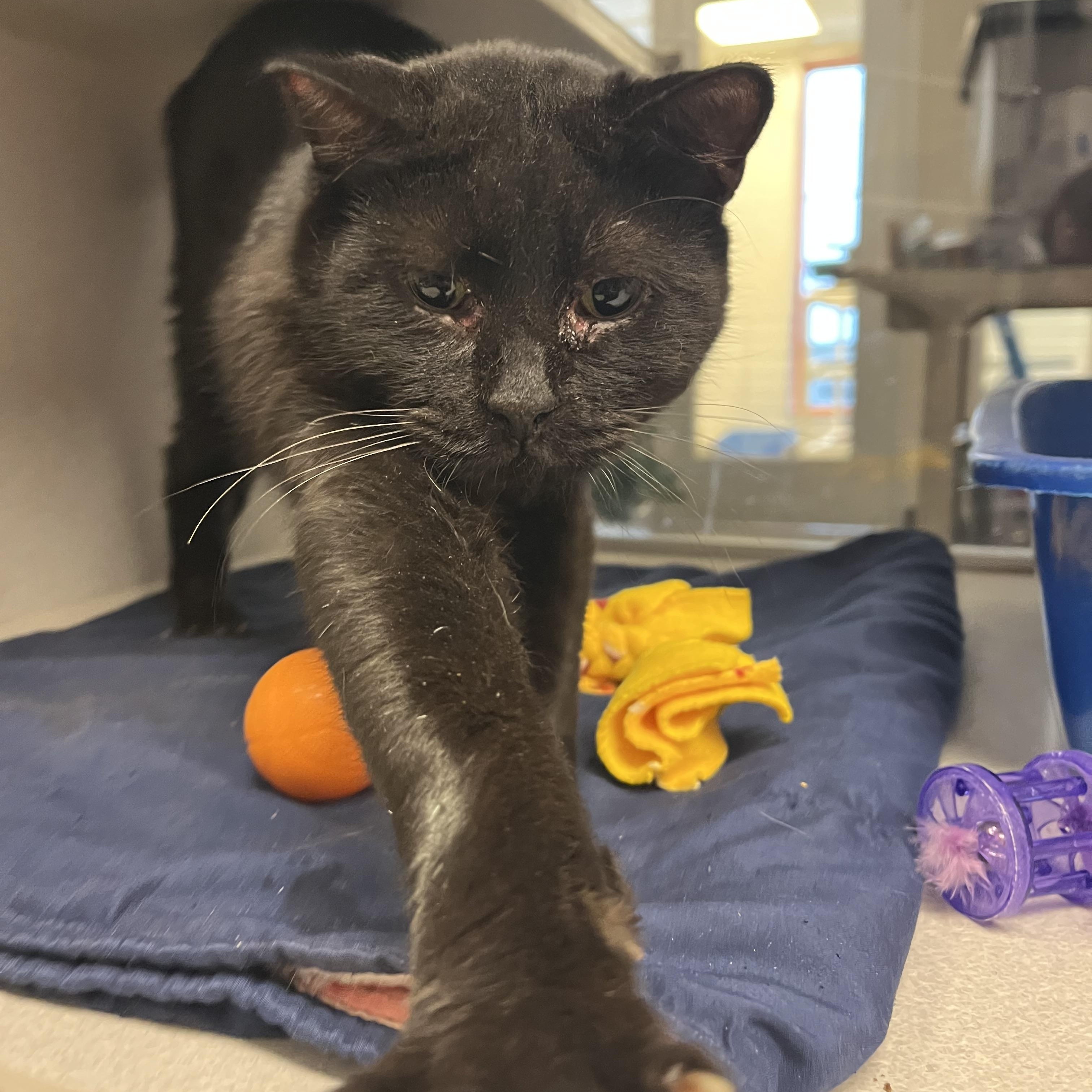 Zema, Adoptable, Adult Male Domestic Short Hair.