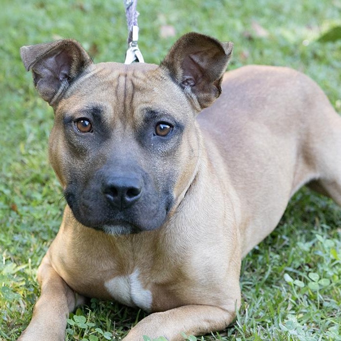 Hallow, Adoptable, Adult Male Black Mouth Cur.