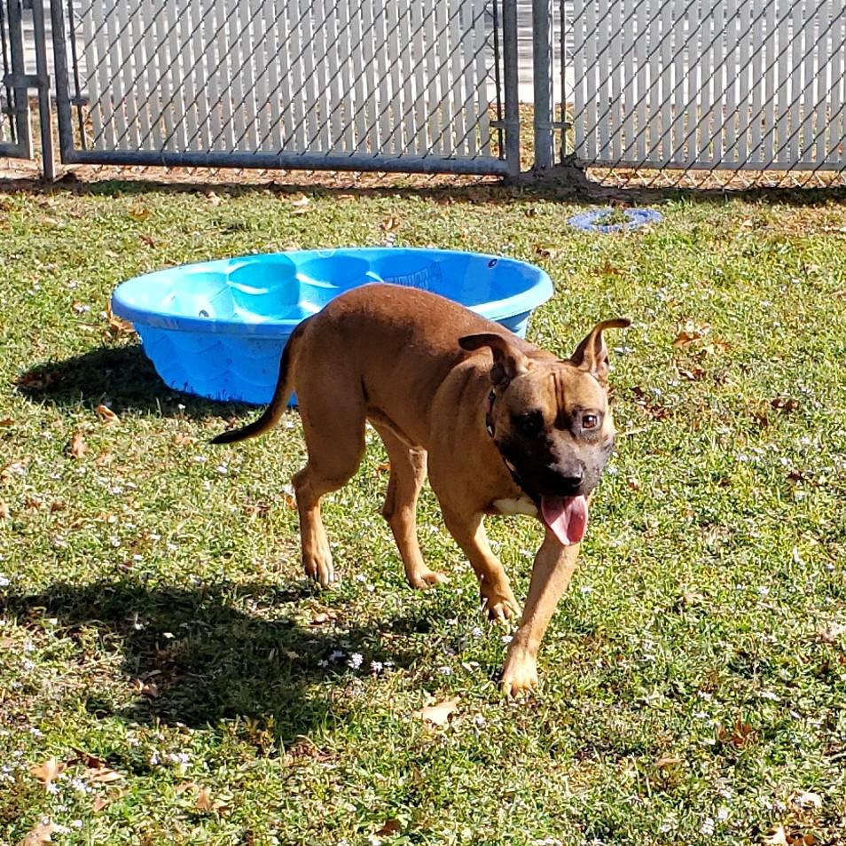 Hallow, a Adoptable mixed breed in Slidell, LA image 3/5