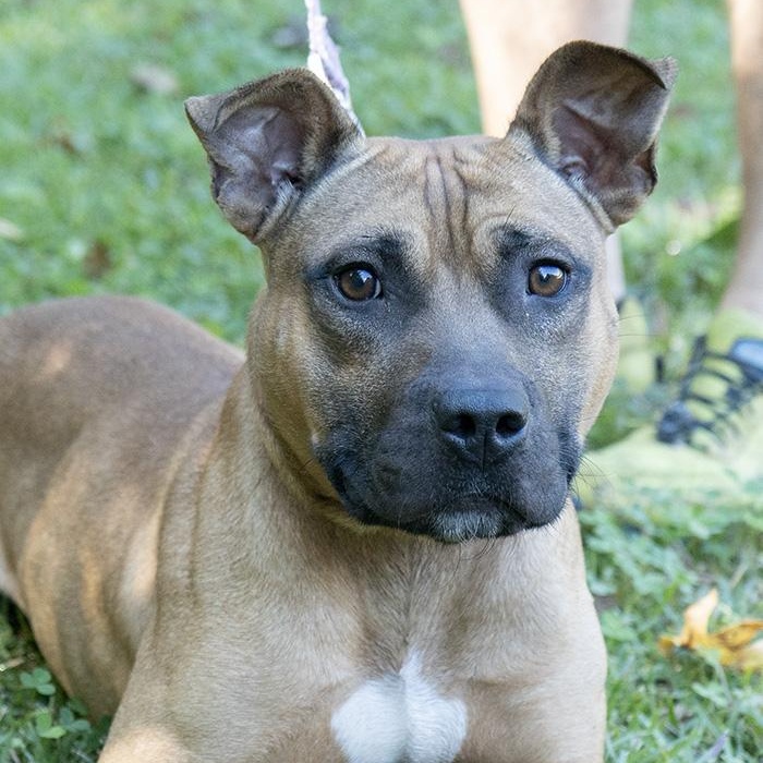 Hallow, a Adoptable mixed breed in Slidell, LA image 2/5