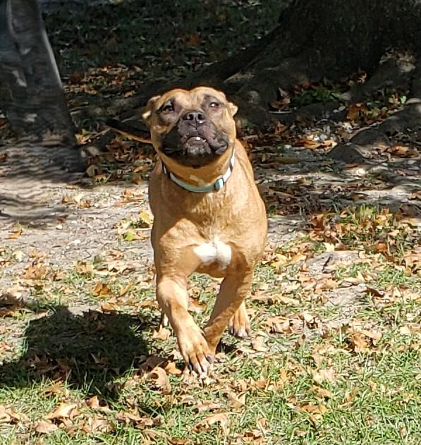 Hallow, a Adoptable mixed breed in Slidell, LA image 4/5