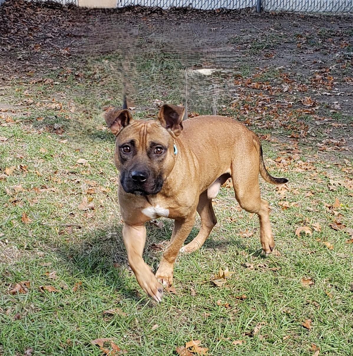 Hallow, a Adoptable mixed breed in Slidell, LA image 5/5