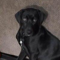 Enlarge CT Tad, a Adoptable mixed breed in Eastford, CT image 2/6
