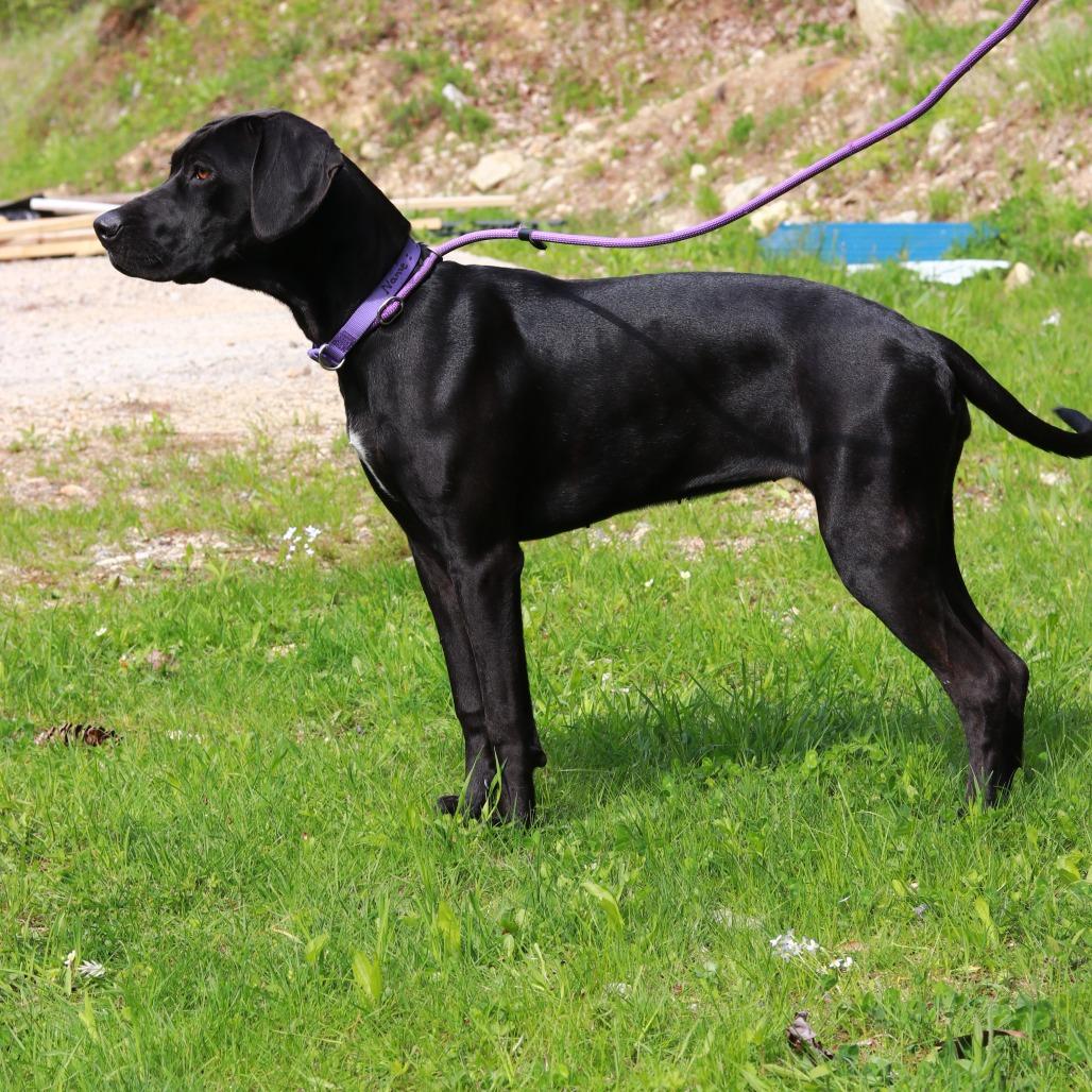 Enlarge CT Tad, a Adoptable mixed breed in Eastford, CT image 3/6