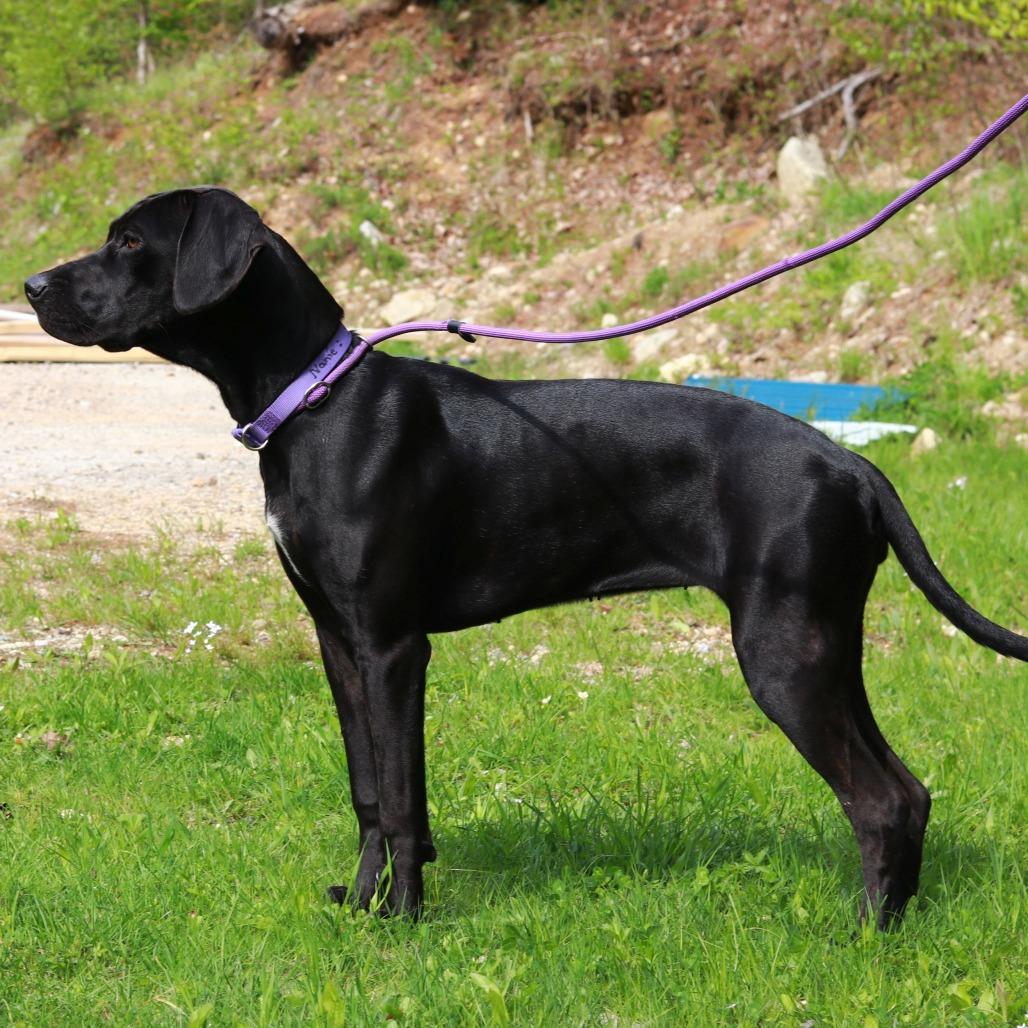 Enlarge CT Tad, a Adoptable mixed breed in Eastford, CT image 4/6