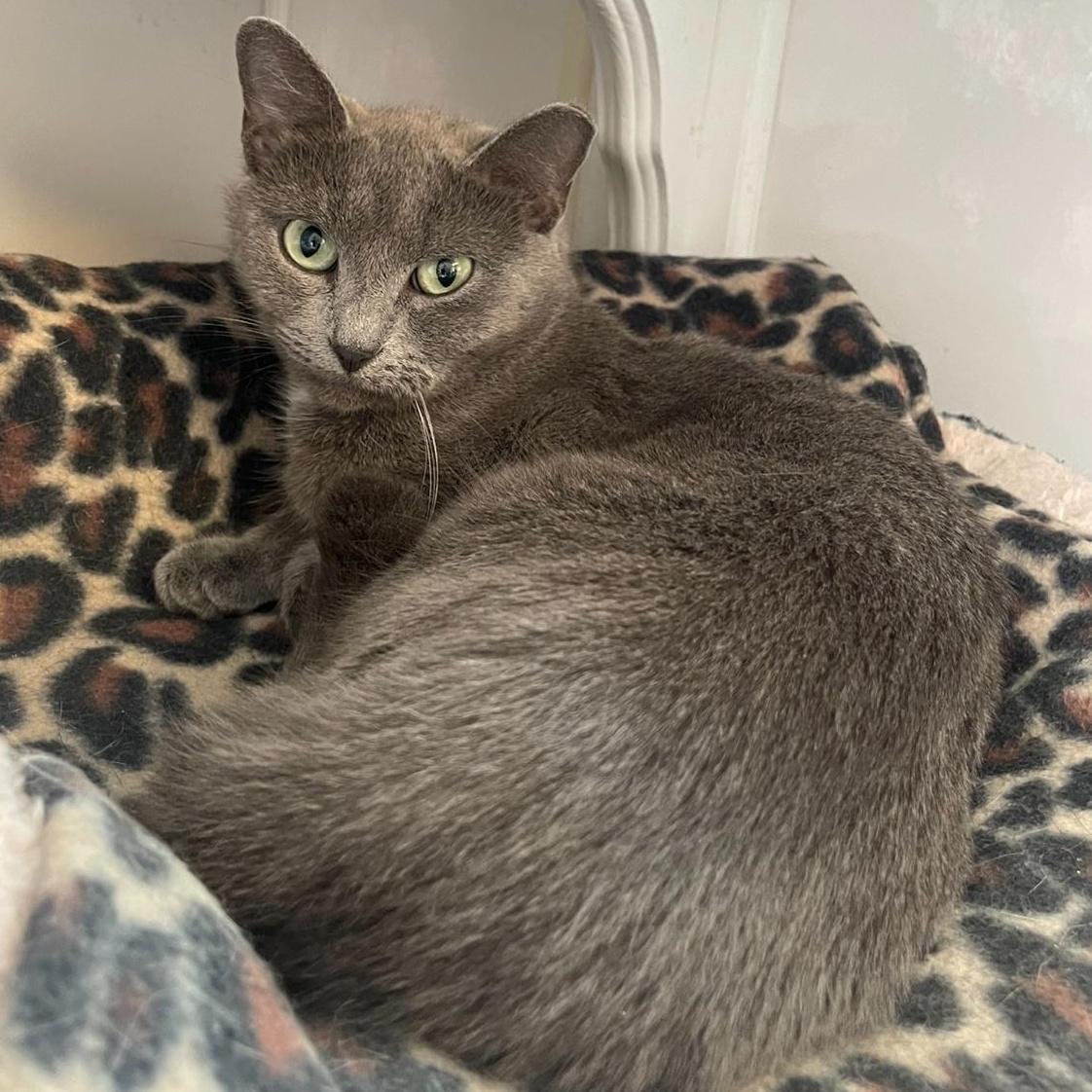 Enlarge Lily, a Adoptable Domestic Short Hair in Indiana, PA image 3/4