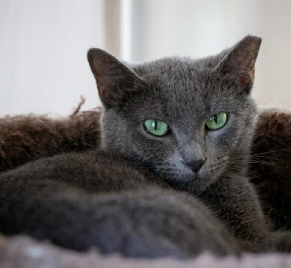 Lily, a Adoptable Domestic Short Hair in Indiana, PA image 1/5
