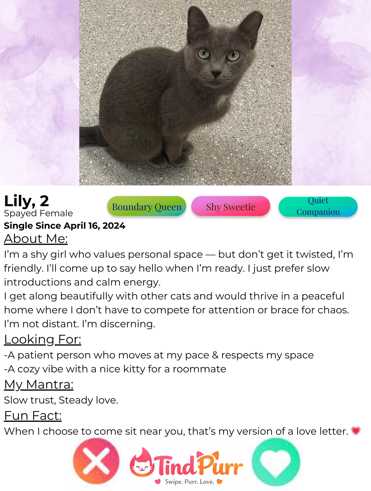Enlarge Lily, a Adoptable Domestic Short Hair in Indiana, PA image 2/4