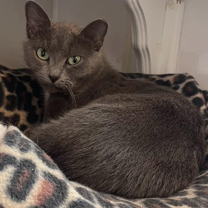 Enlarge Lily, a Adoptable Domestic Short Hair in Indiana, PA image 4/4