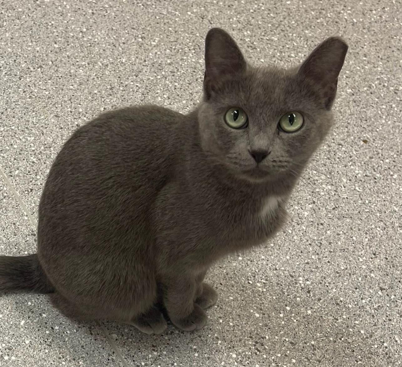 Enlarge Lily, a Adoptable Domestic Short Hair in Indiana, PA image 1/4