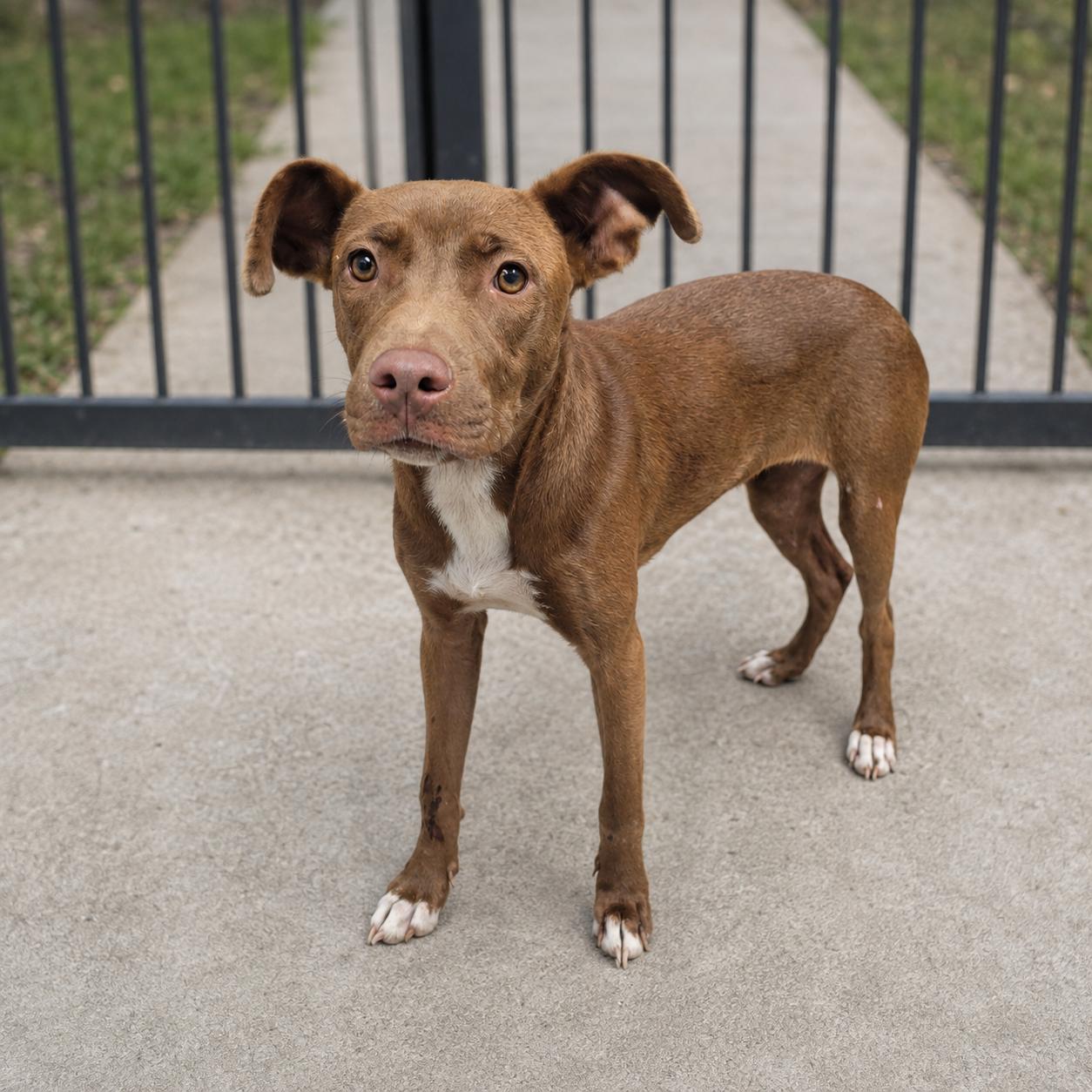 Pheobe, ADOPTABLE, Adult Female Mixed Breed.