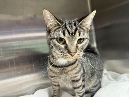 Boba — thumbnail 2