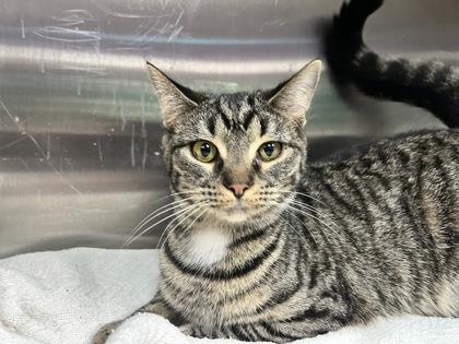 Boba — thumbnail 4