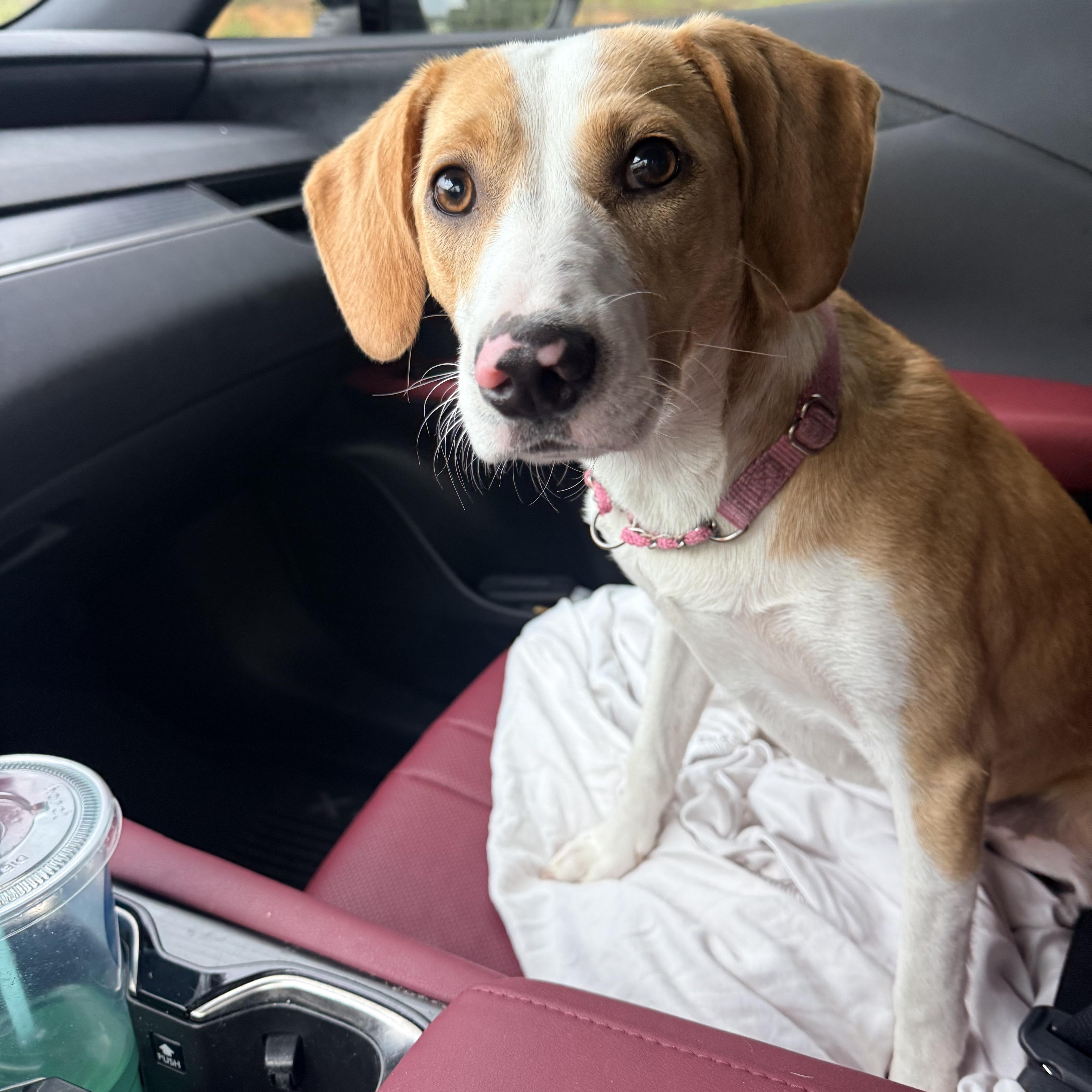 Sugar Baby, ADOPTABLE, Puppy Female Spaniel.