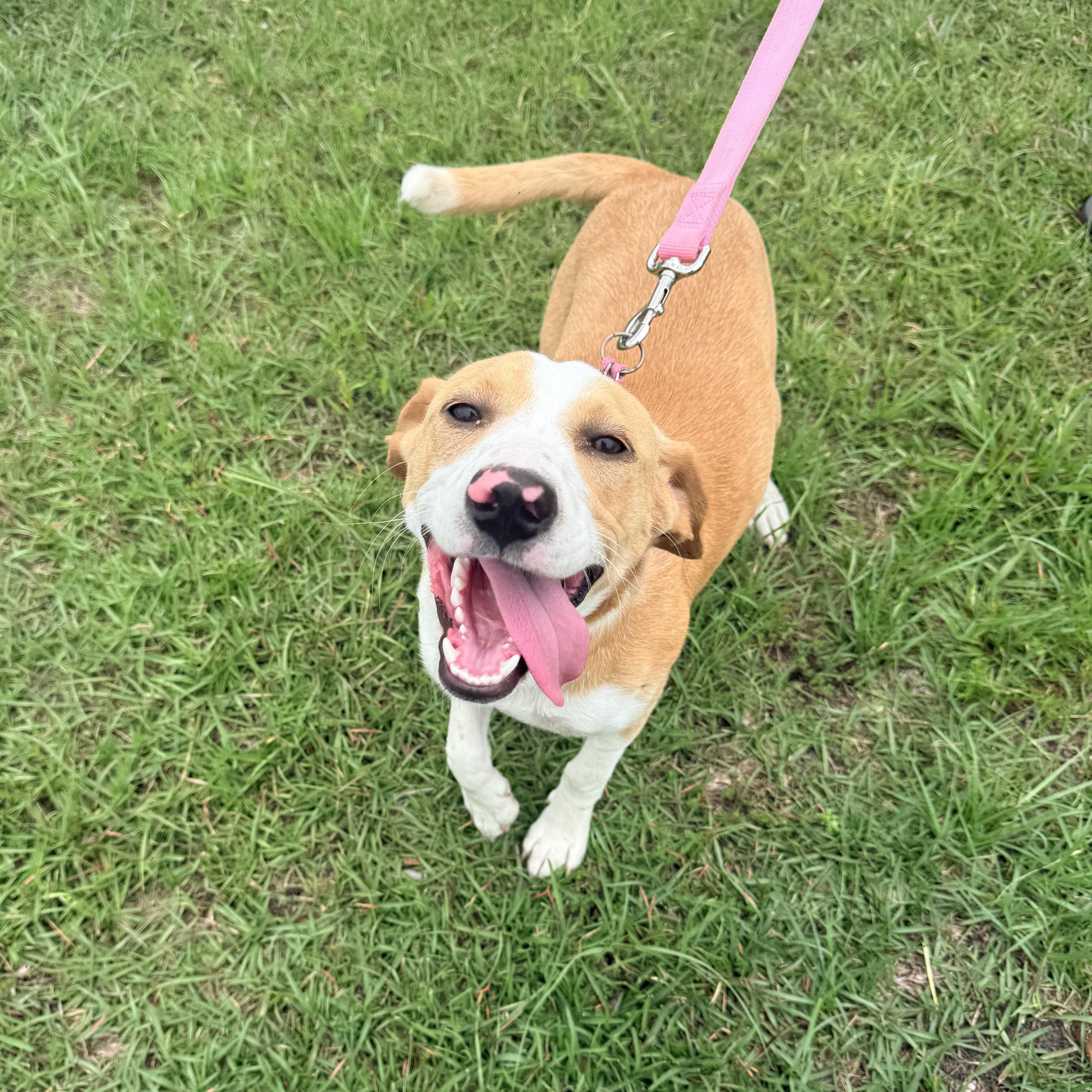 Sugar Baby, a ADOPTABLE mixed breed in Douglas, GA image 2/4