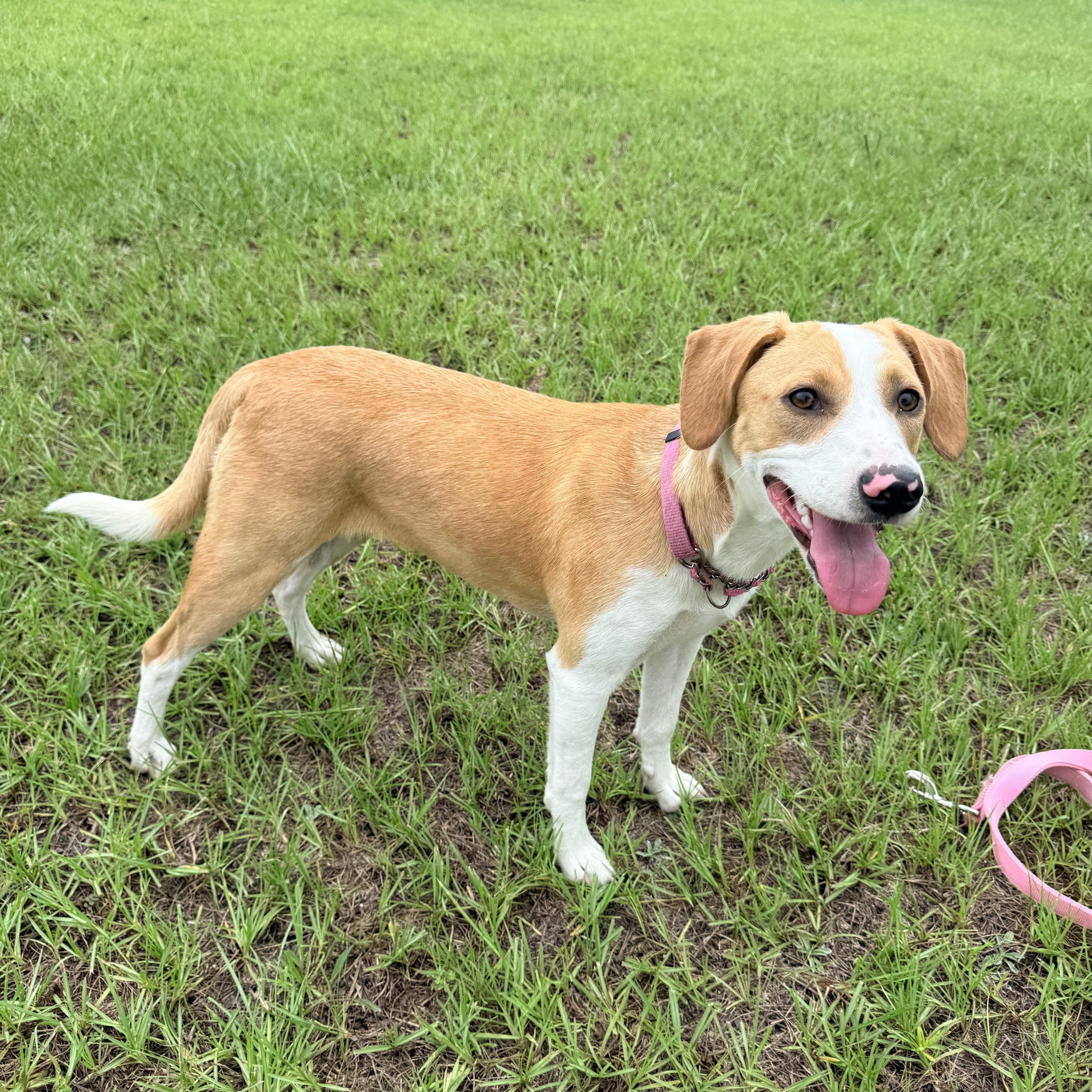 Sugar Baby, a ADOPTABLE mixed breed in Douglas, GA image 4/4