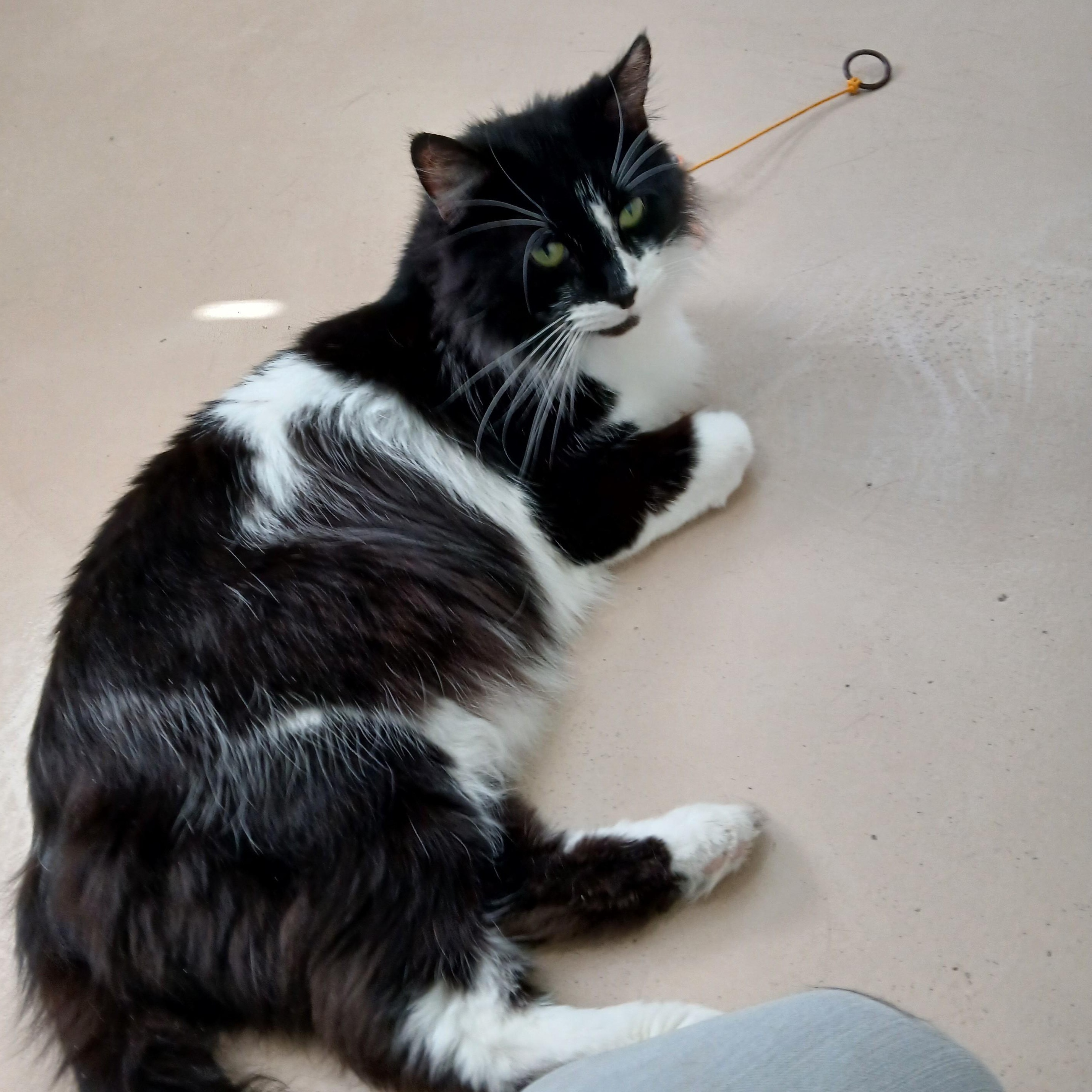 Enlarge Moo Moo, an adopted mixed breed in Lincoln, IL image 1/1