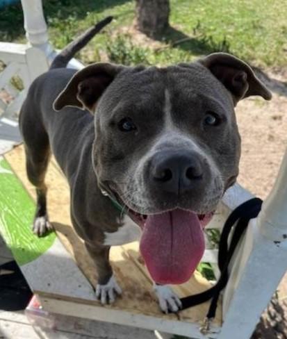 Enlarge Max, an adopted mixed breed in Inverness, FL image 2/2