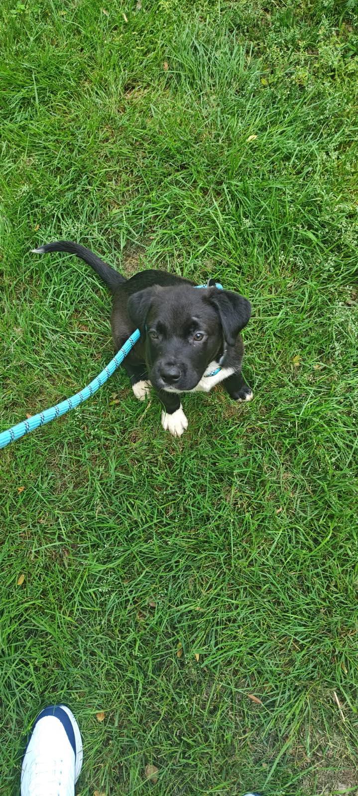 Enlarge Splash, an adopted mixed breed in Cumming, GA image 5/5