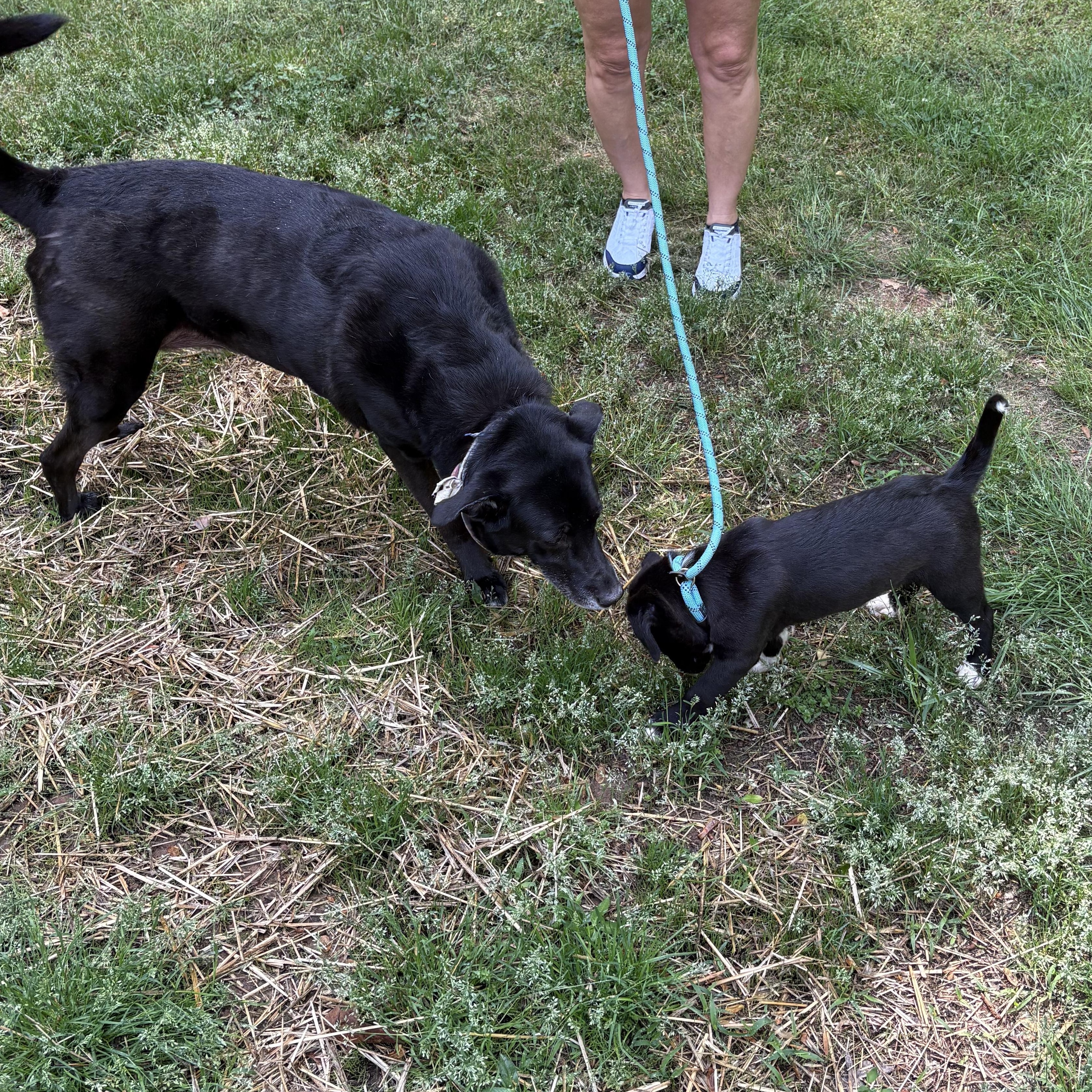 Enlarge Splash, an adopted mixed breed in Cumming, GA image 4/5