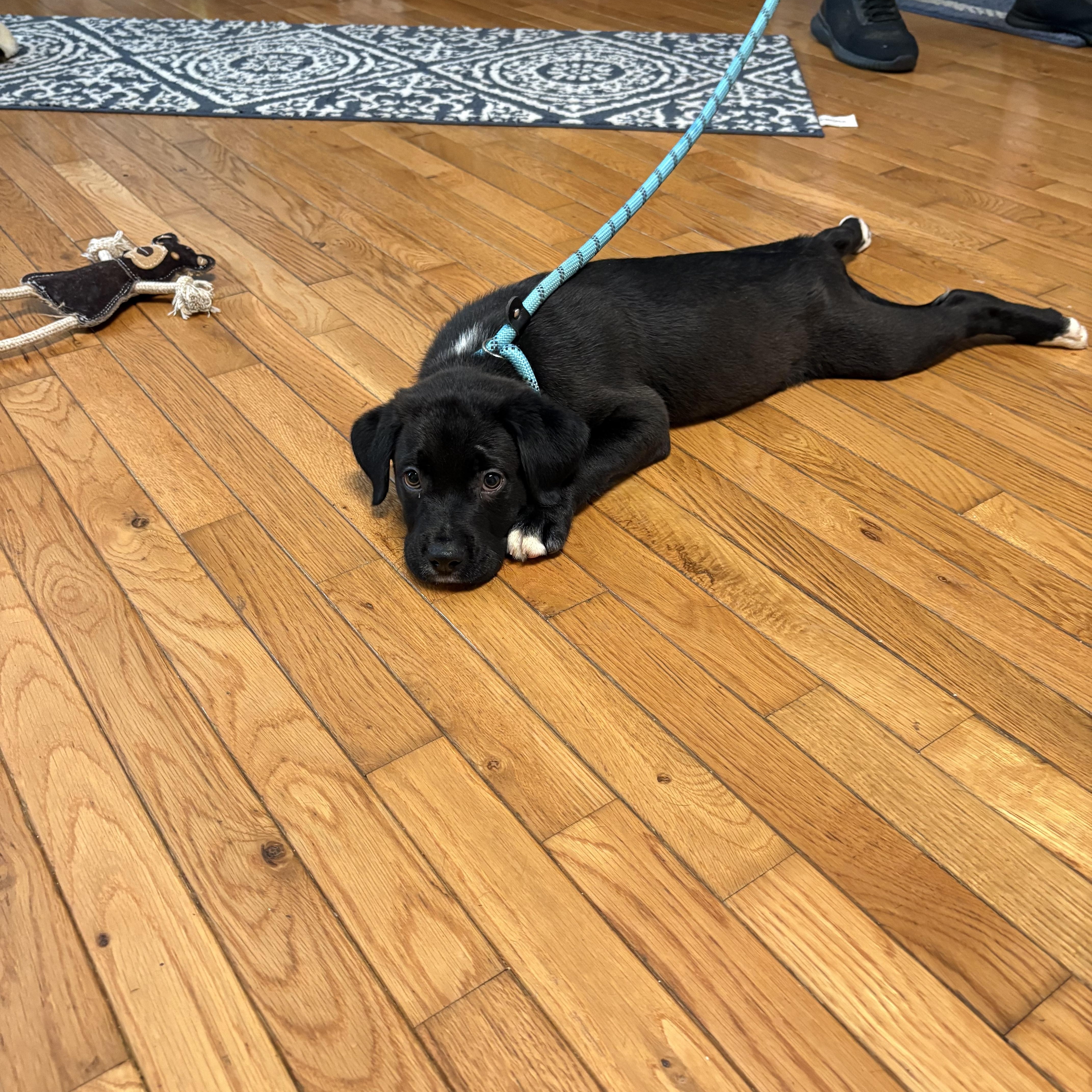 Enlarge Splash, an adopted mixed breed in Cumming, GA image 2/5