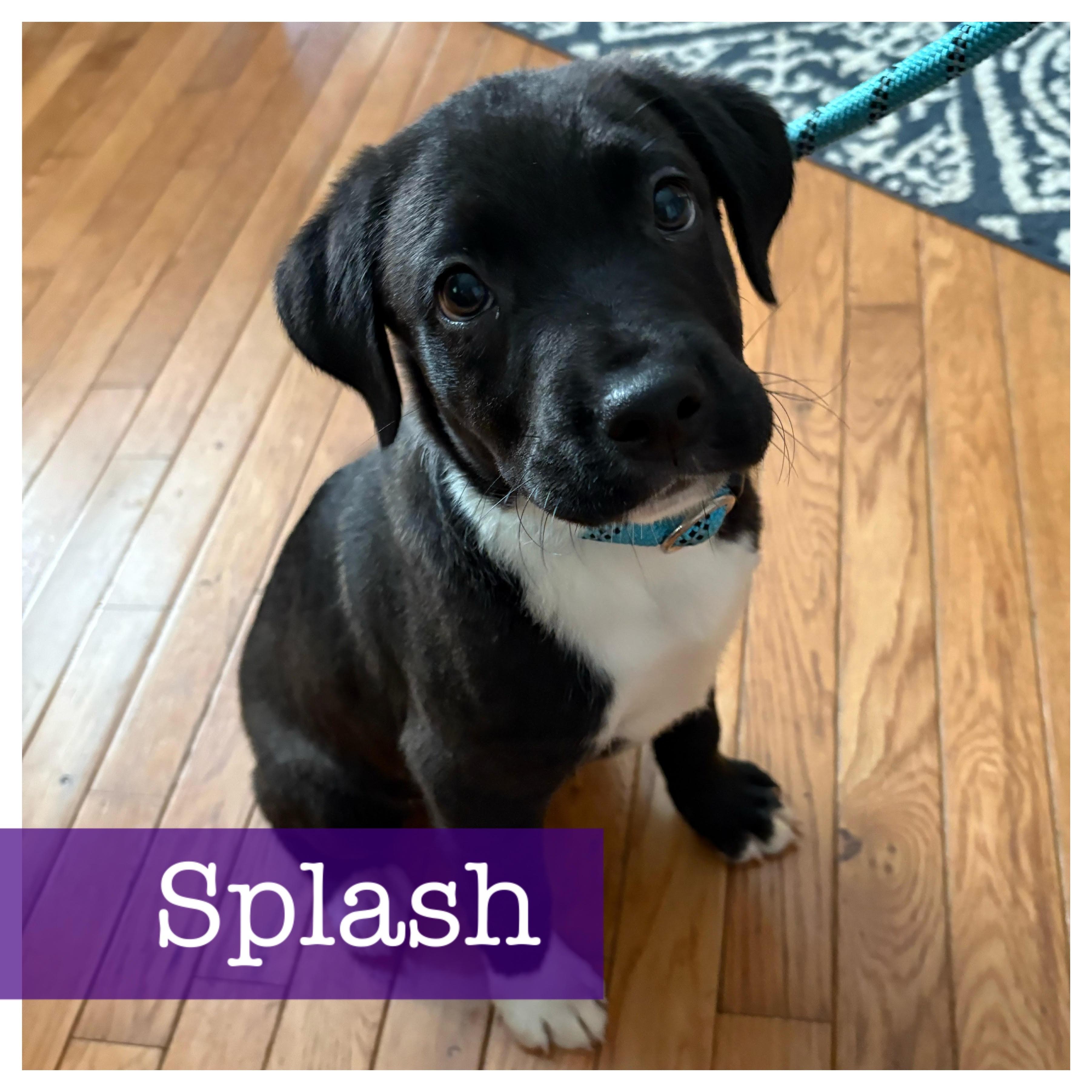 Enlarge Splash, an adopted mixed breed in Cumming, GA image 1/5