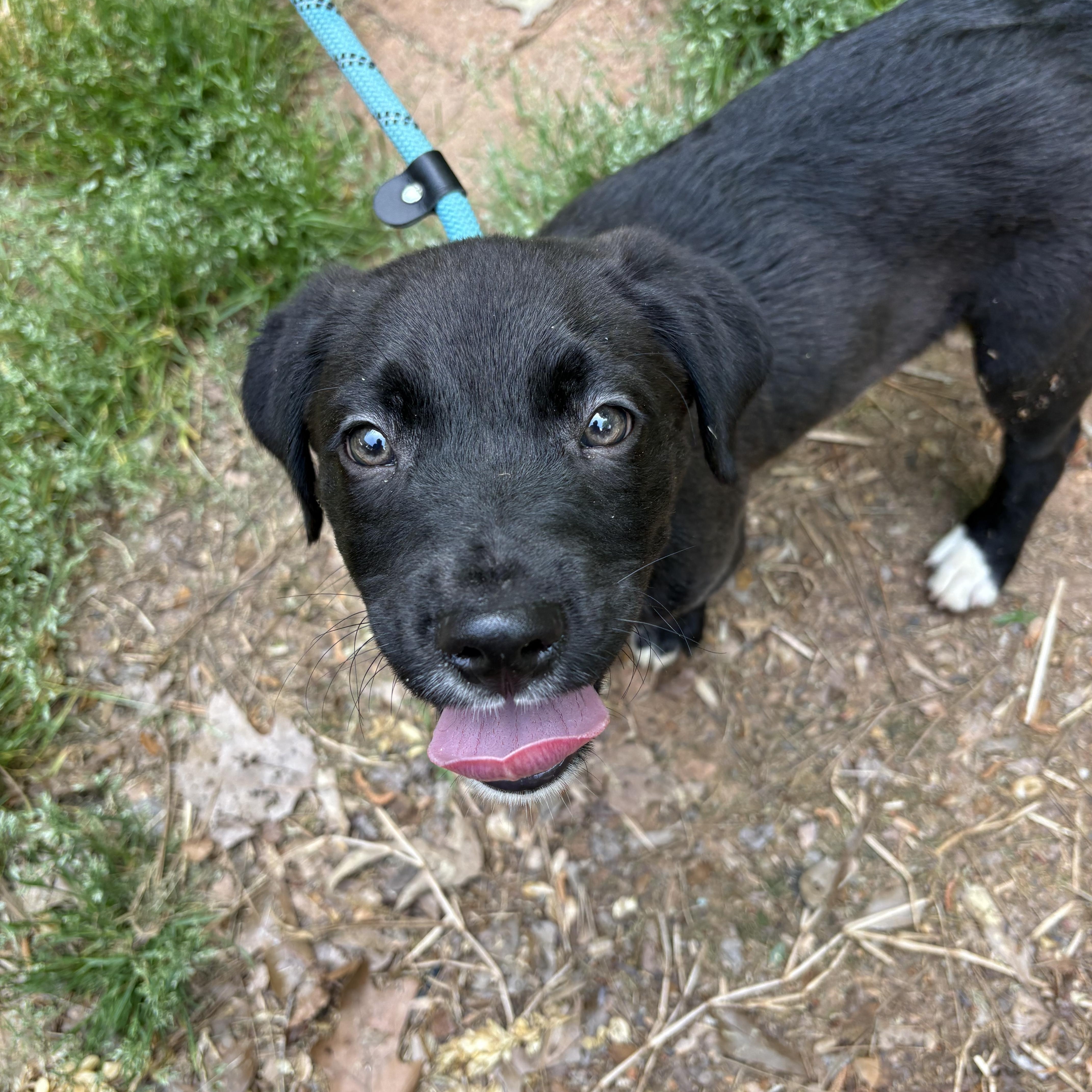 Enlarge Splash, an adopted mixed breed in Cumming, GA image 3/5