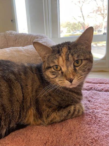 Sweetie, Adoptable, Senior Female Domestic Short Hair & Domestic Short Hair.